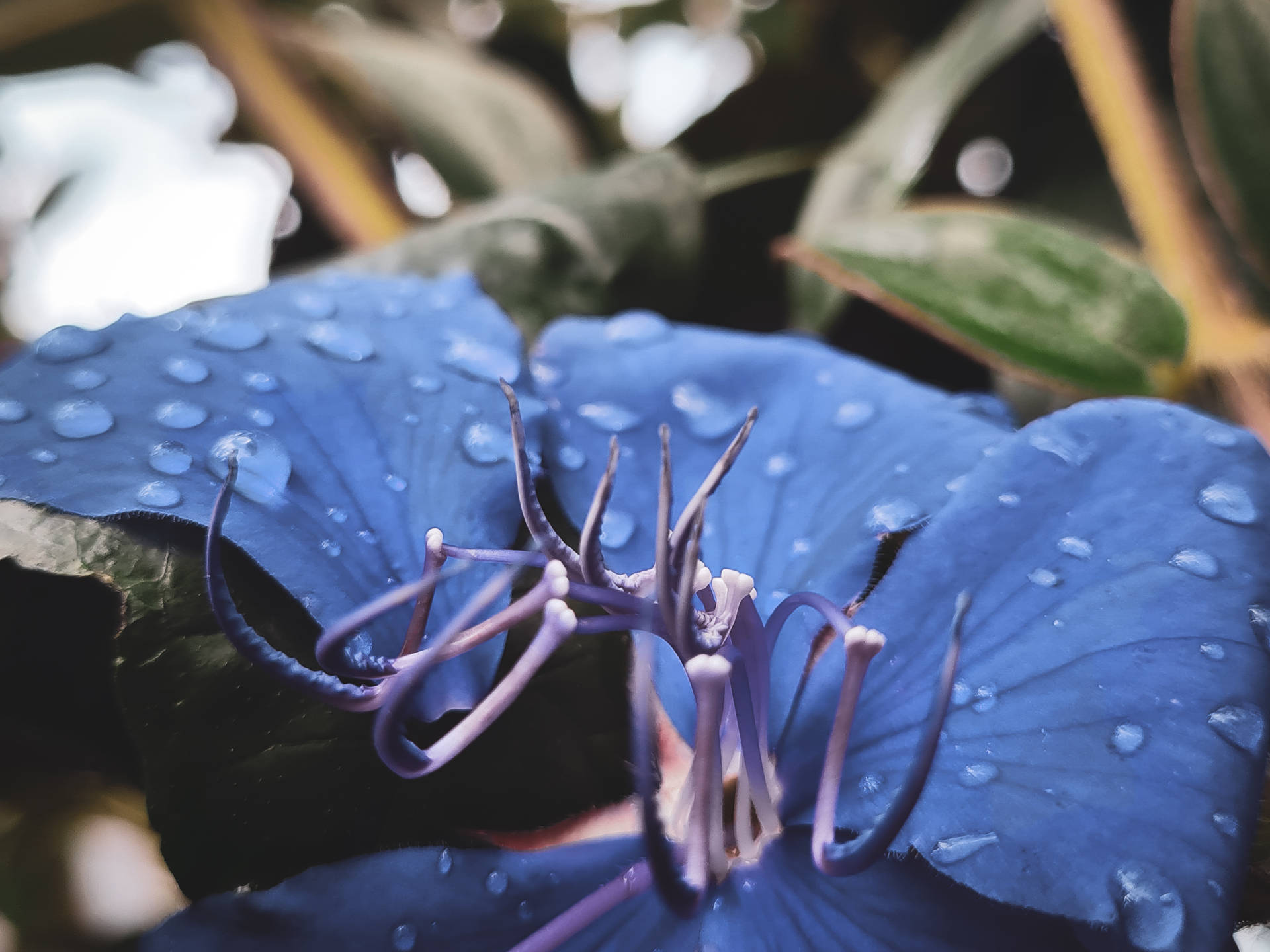 Papua New Guinea Blue Petals Flower Background