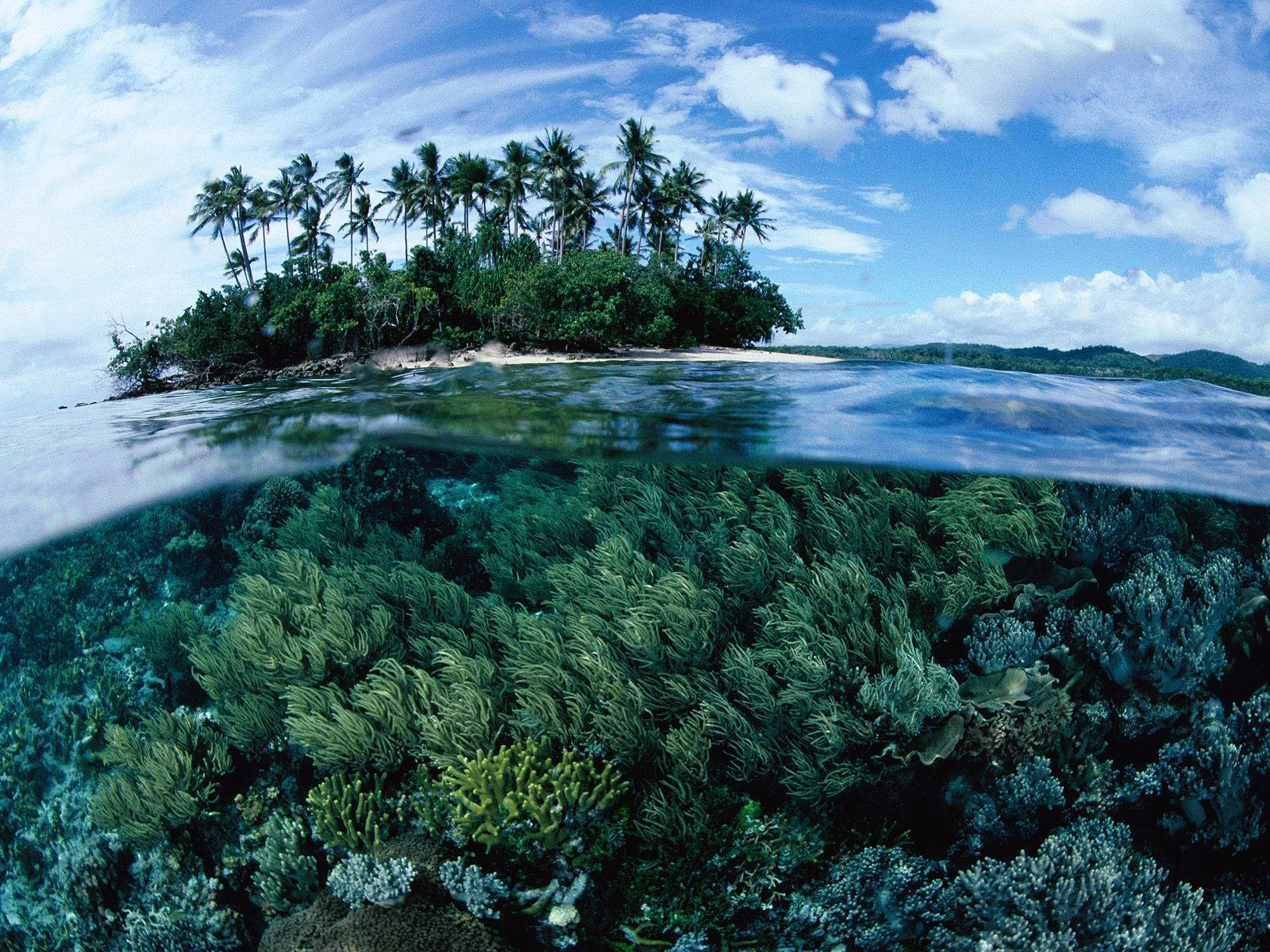 Papua New Guinea Coral Reefs Background