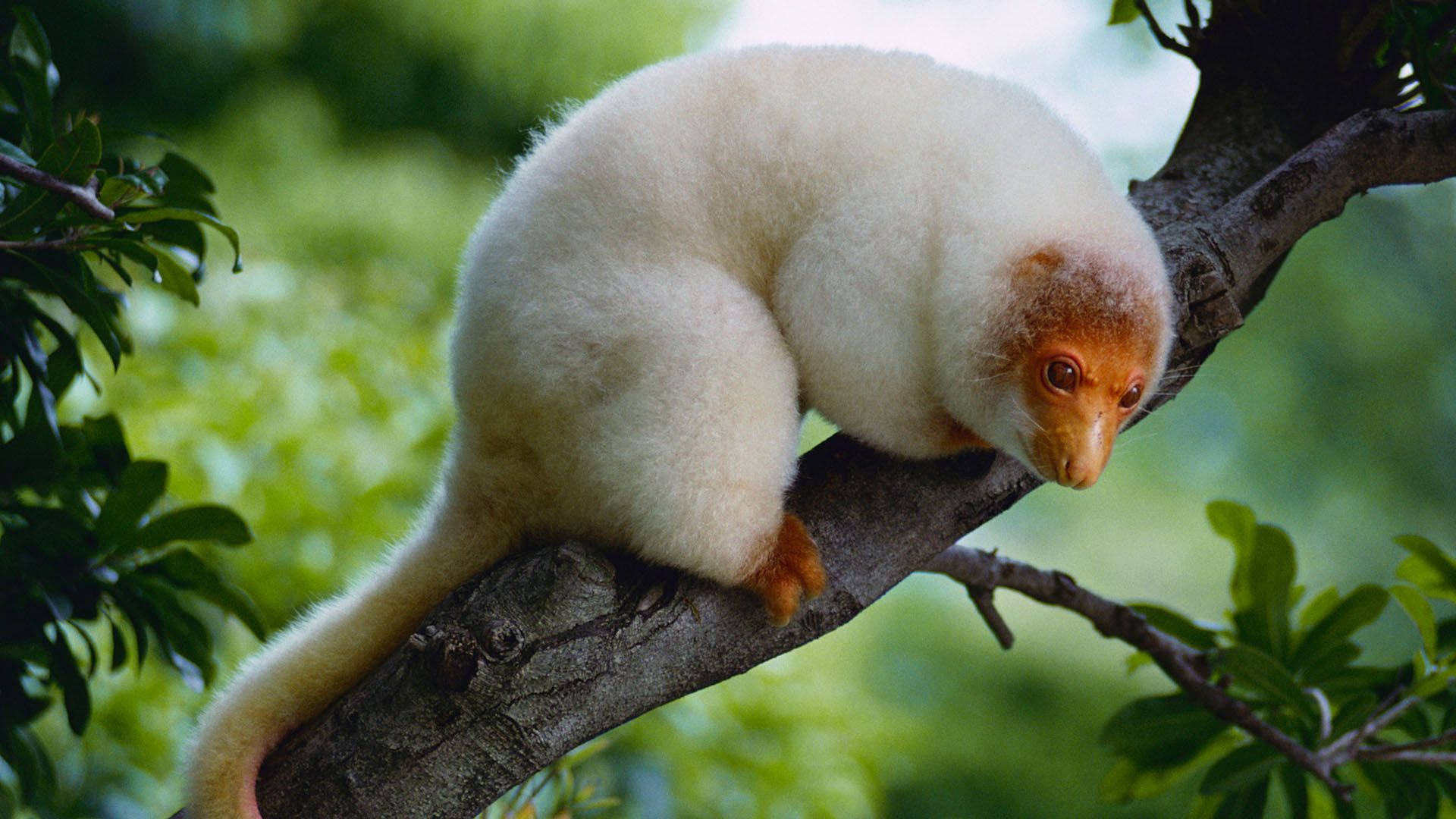 Papua New Guinea Cuscus Background