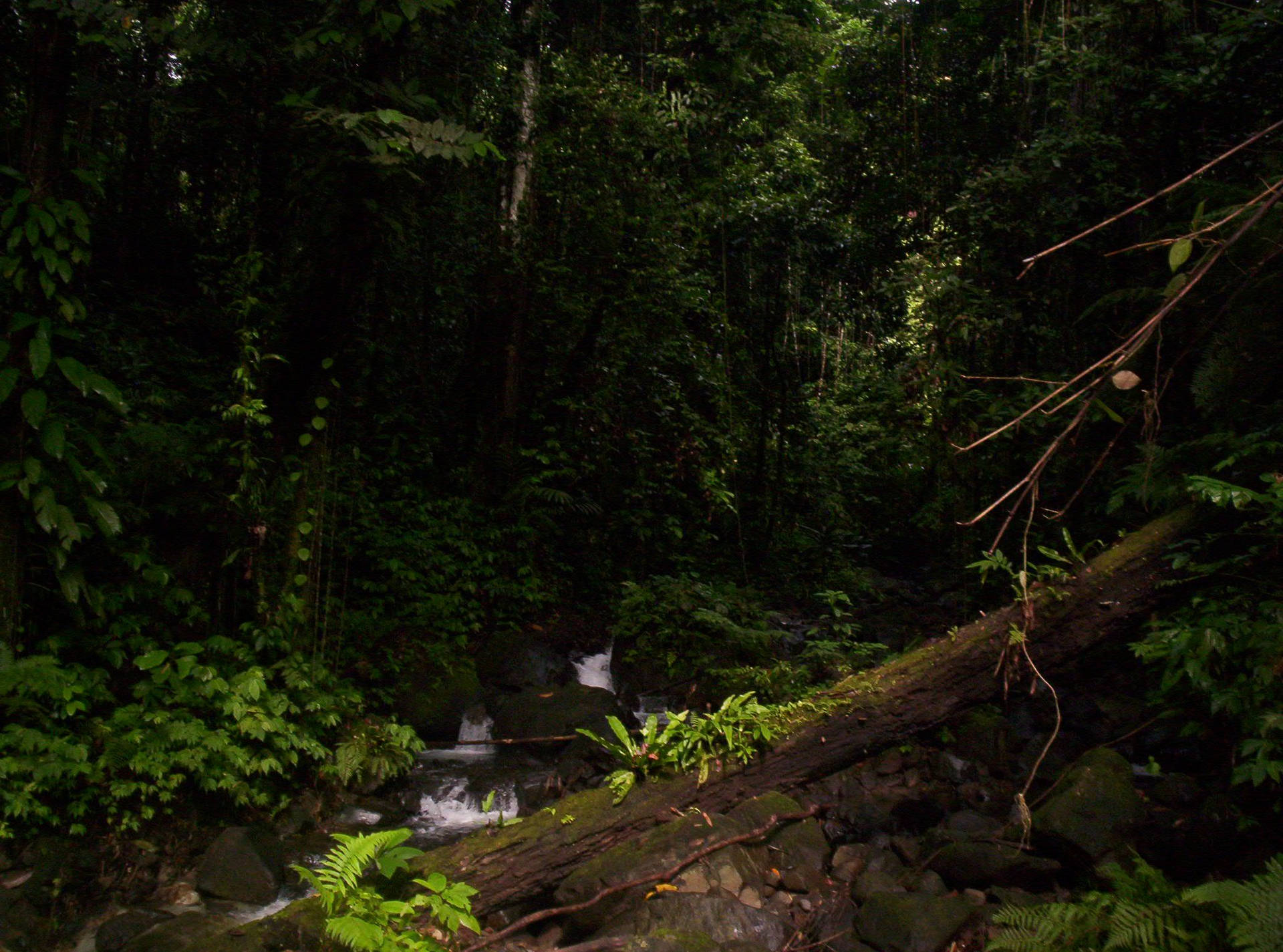 Papua New Guinea Forest Background