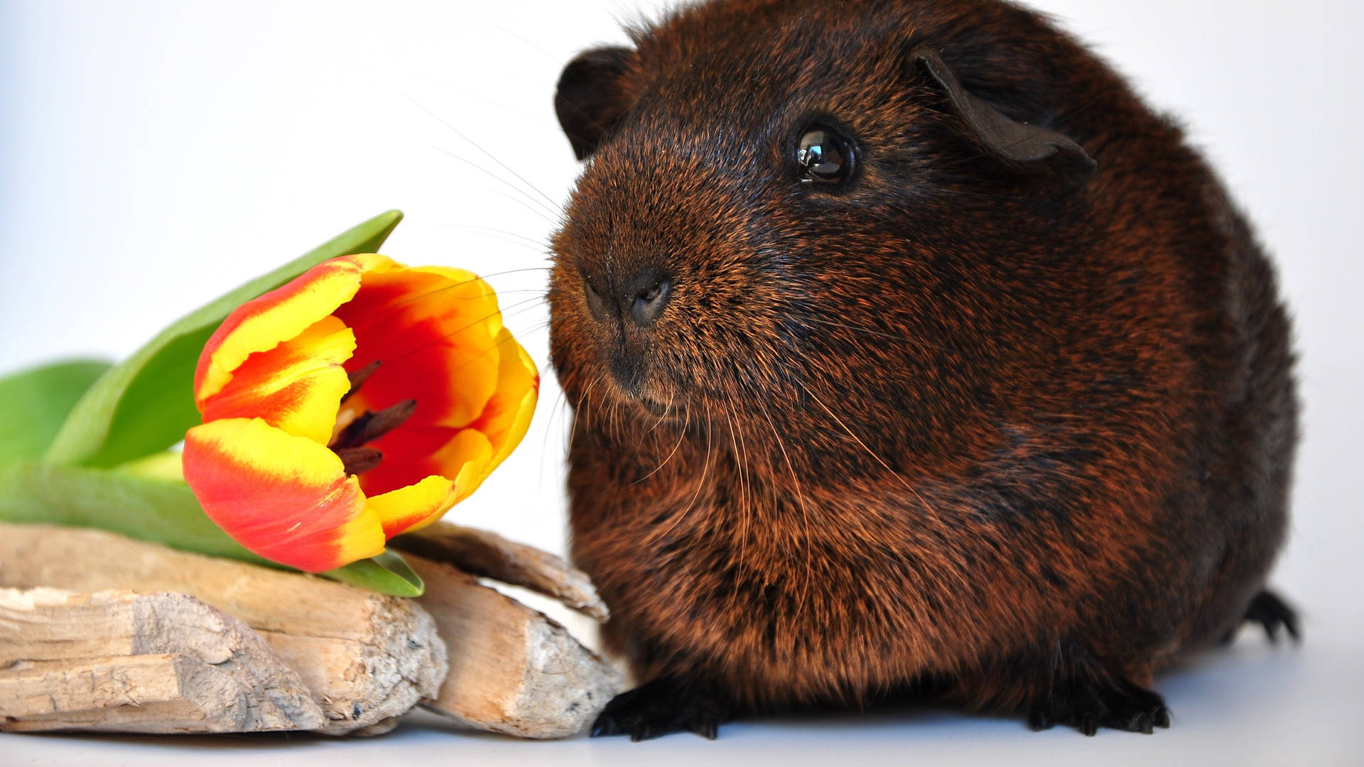 Papua New Guinea Guinea Pig