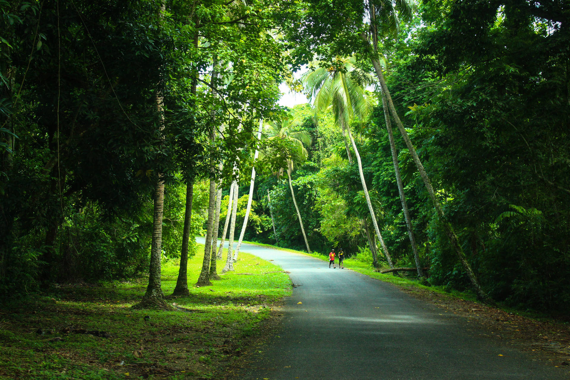 Papua New Guinea Pathway Background