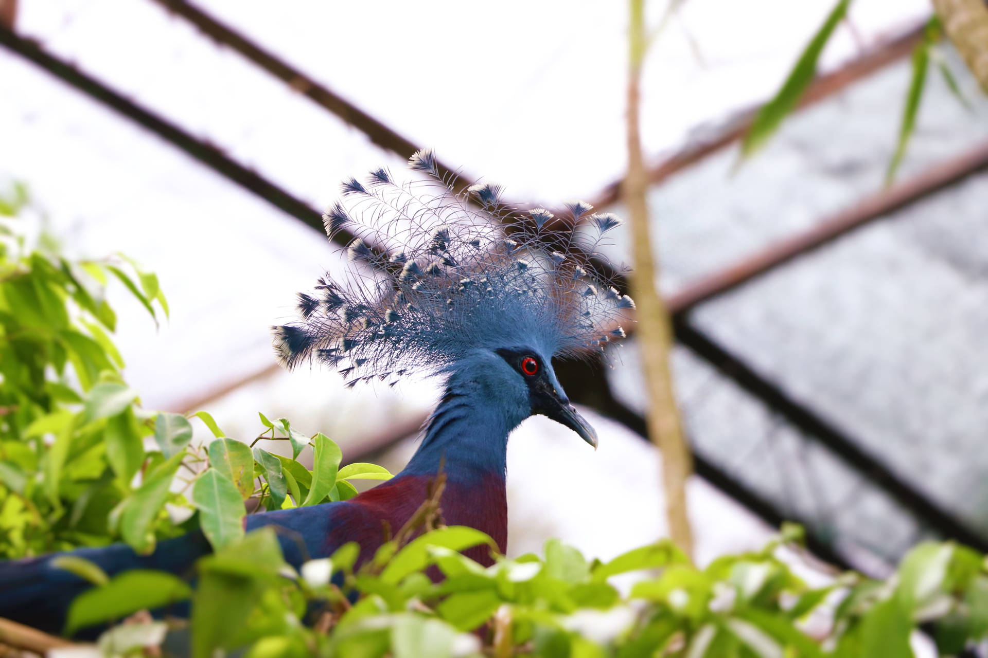 Papua New Guinea Pigeon