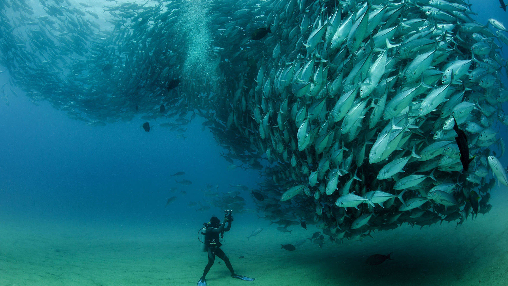 Papua New Guinea School Of Fish Background