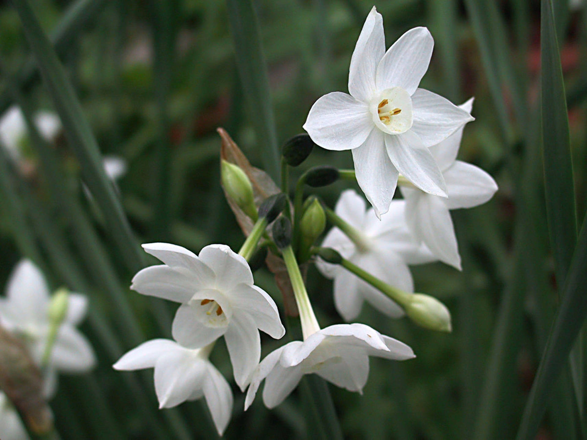 Papyraceus Narcissus Flowers Background