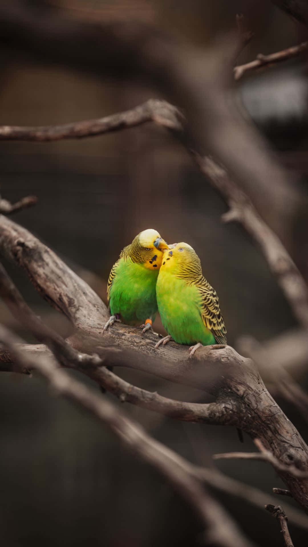 Parakeet Couple Bird Iphone