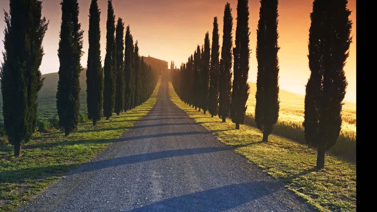 Parallel Trees On A Subliminal Road Background