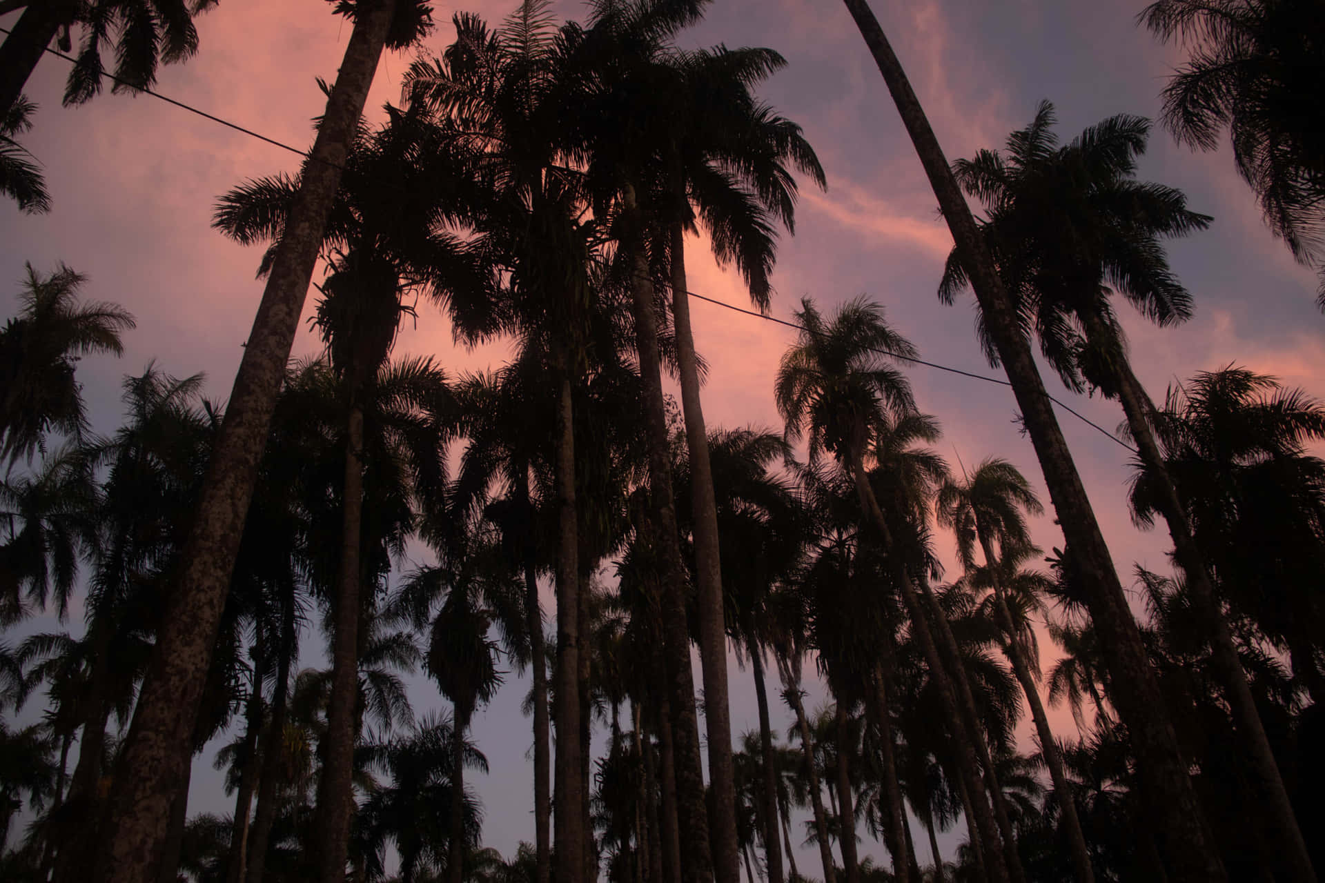 Paramaribo Garden Of Palms Background