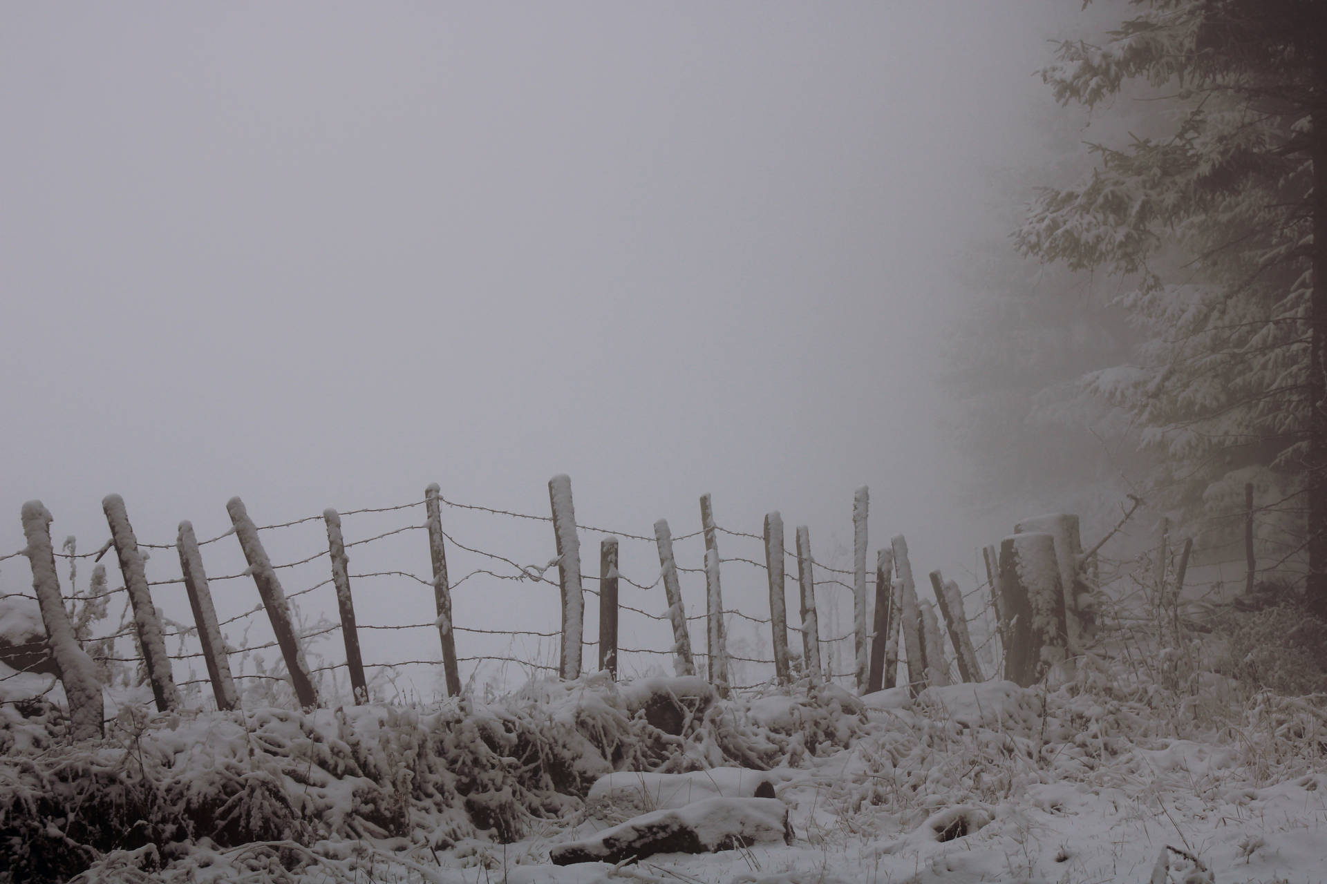Paranormal Foggy Winter Field Background
