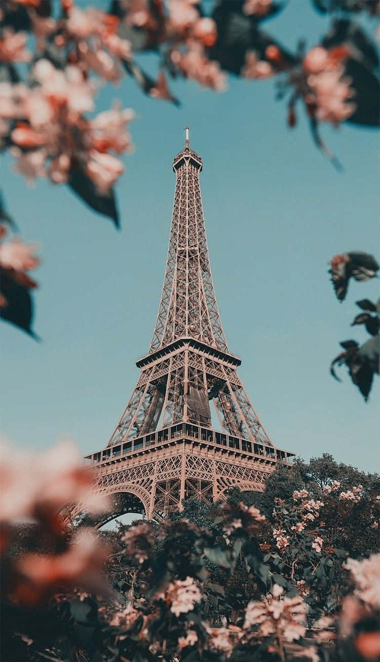 Paris Aesthetic Pink Flowers Background