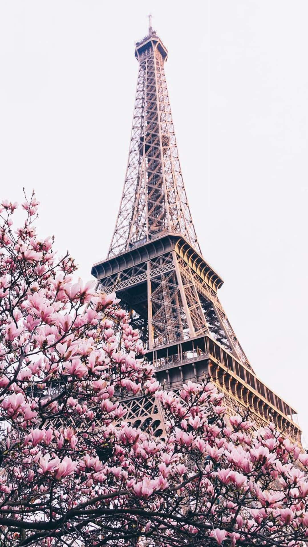 Paris Aesthetic Pink Tree Background