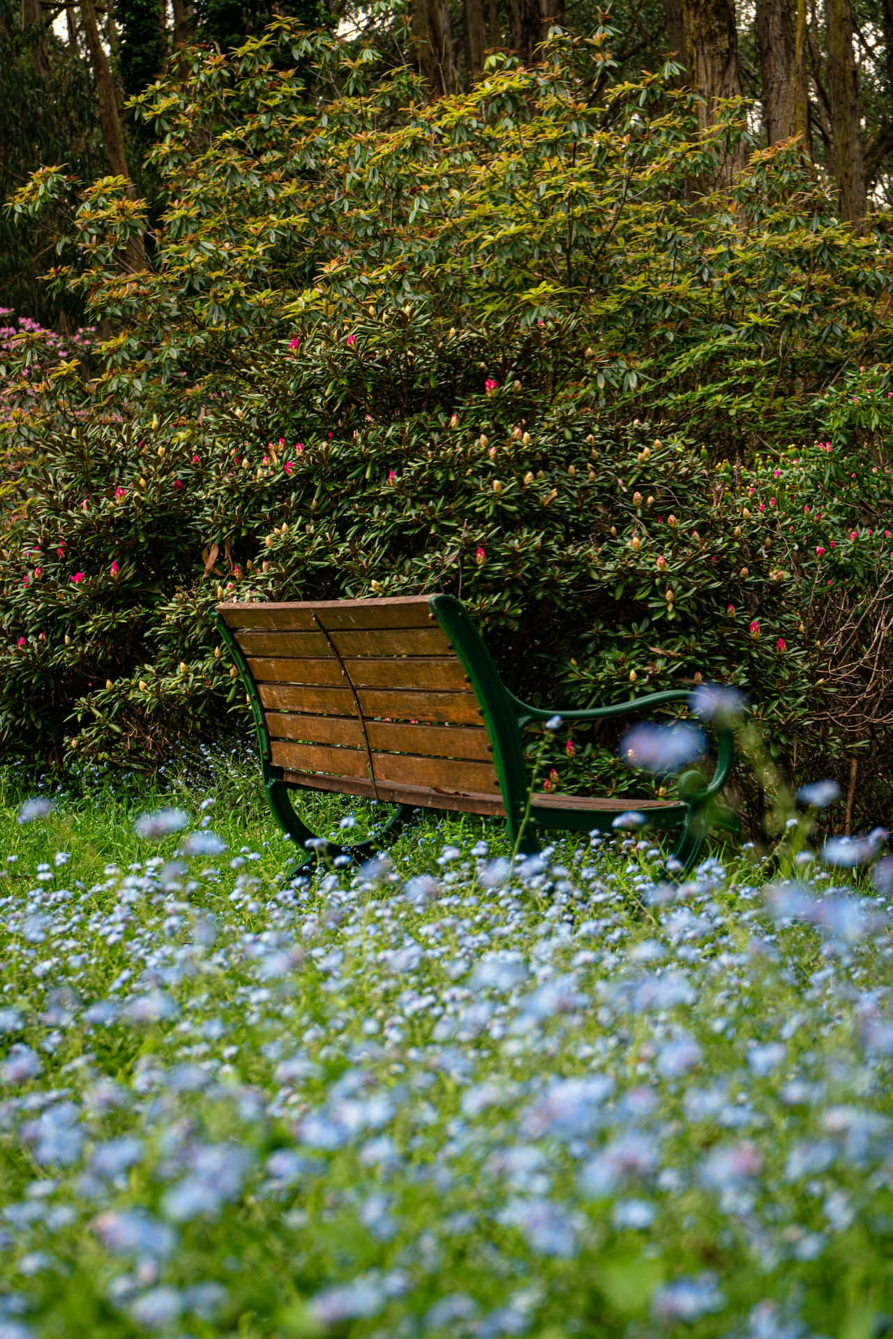 Park Bench Blue Flowers Phone Background