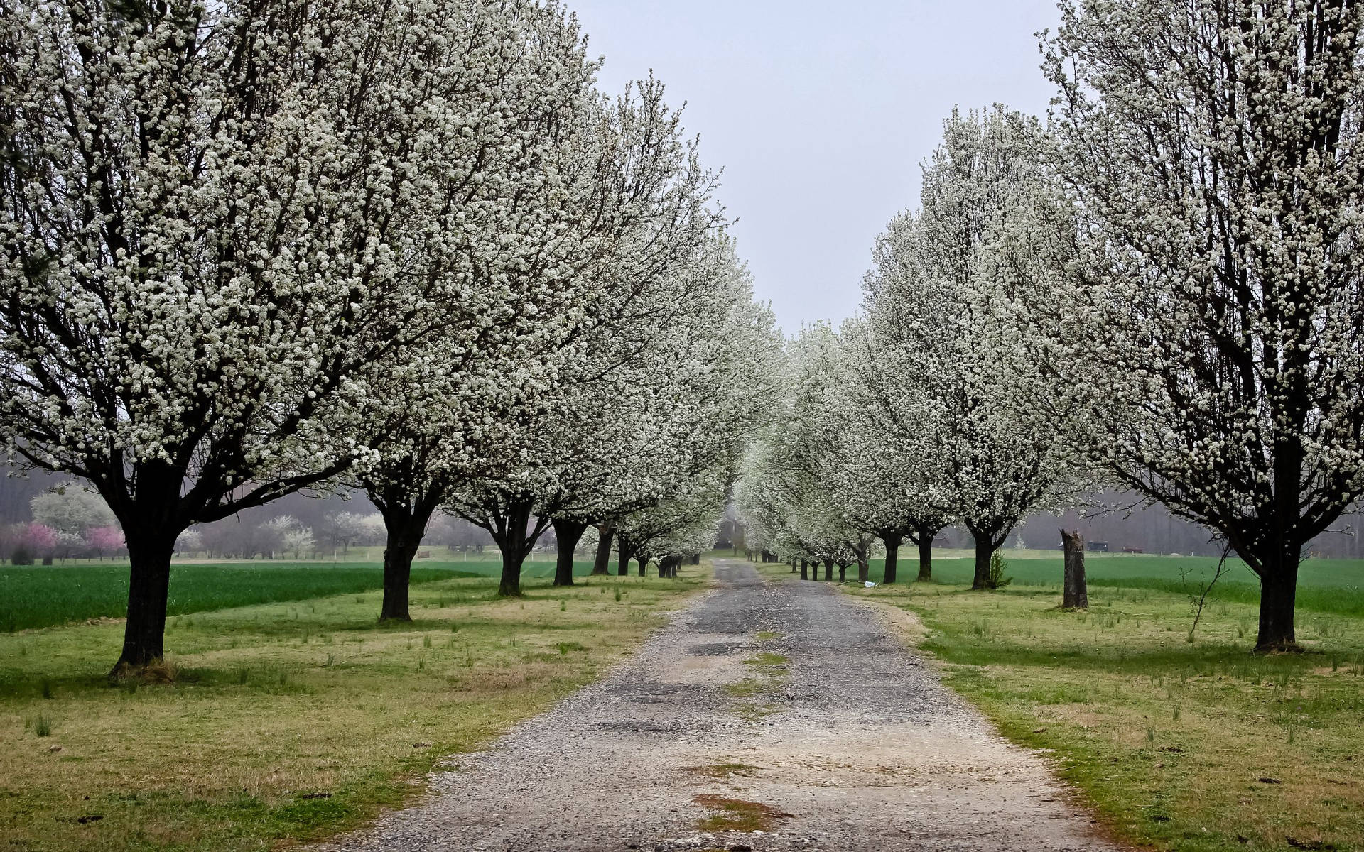 Park Gray Pear Trees Background