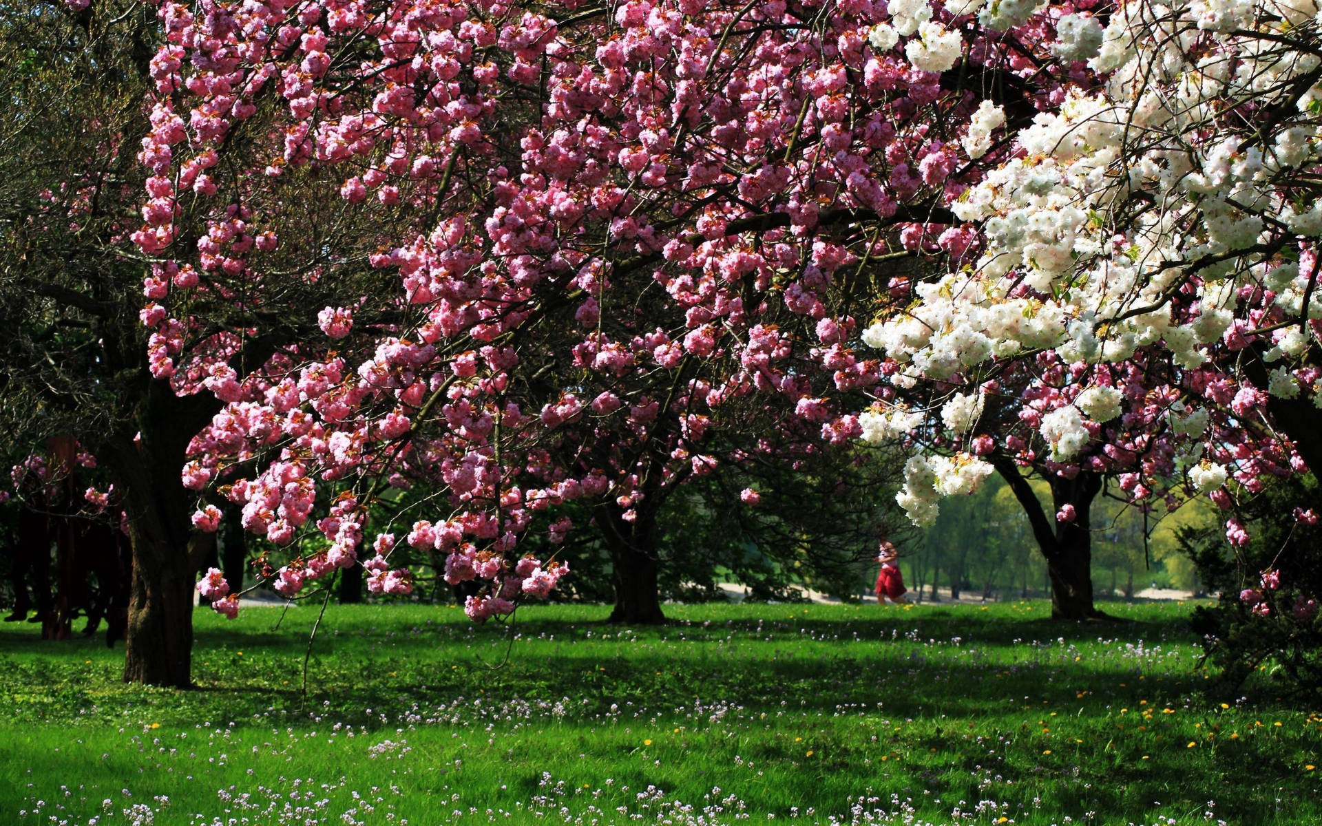Park Magnolia Trees Background