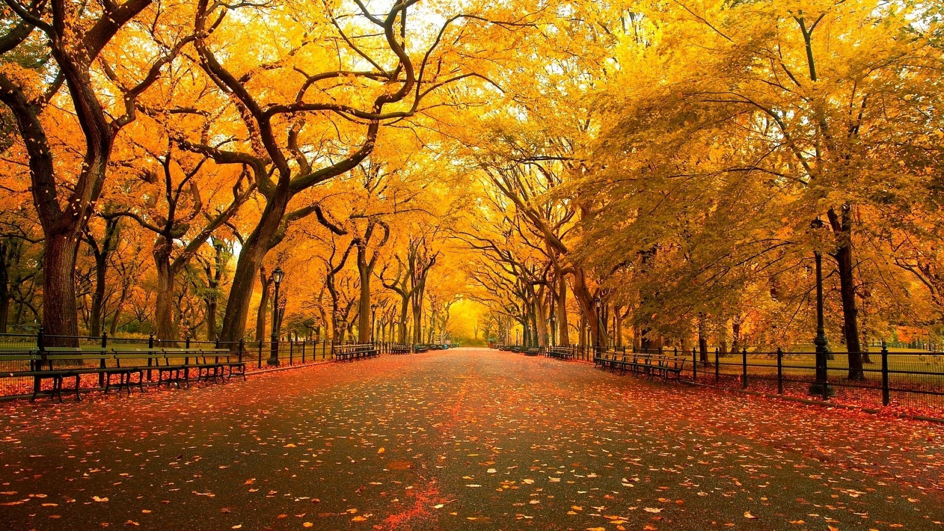 Park On Fall Season Background