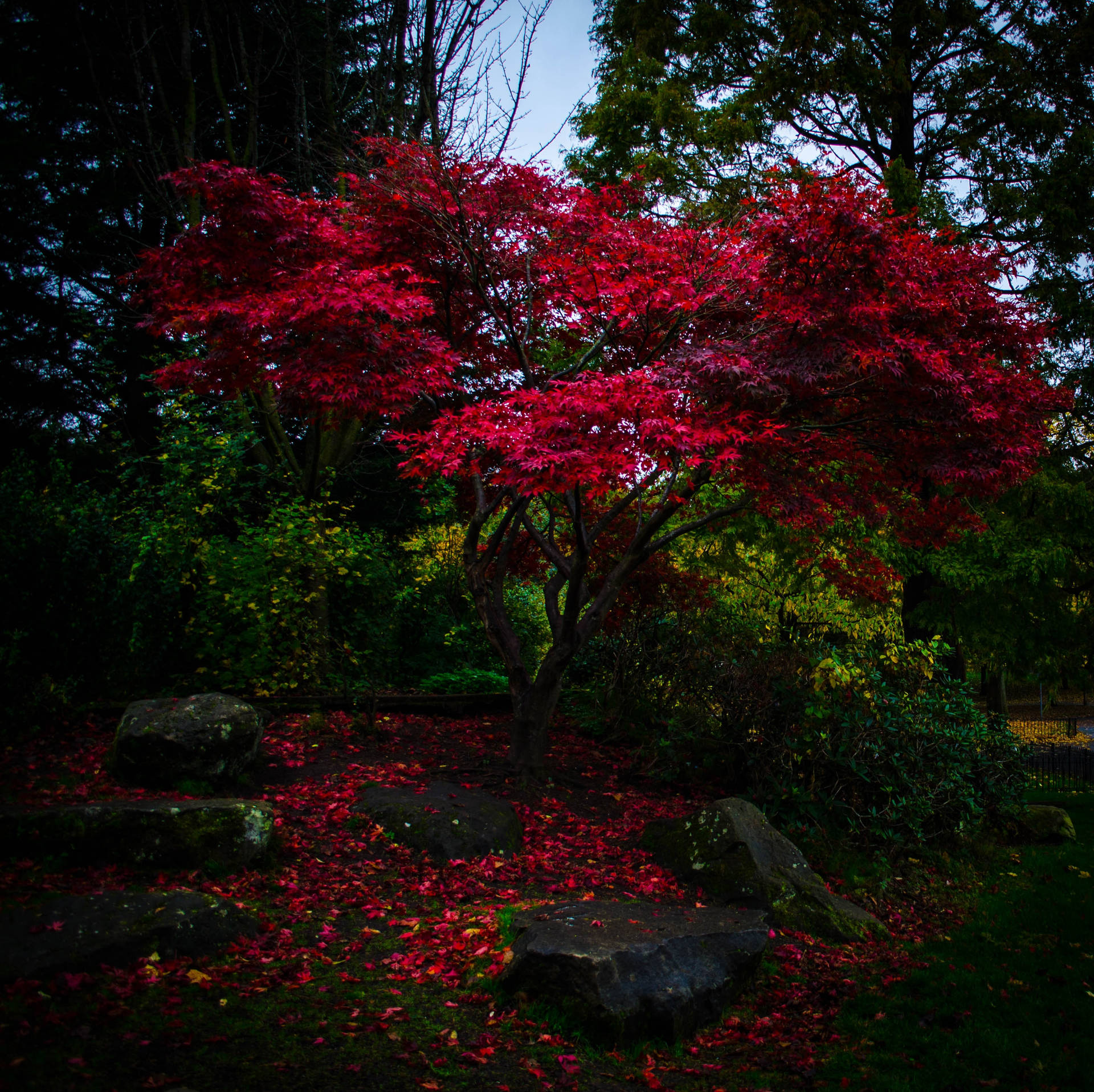 Park Red Maple Tree Background