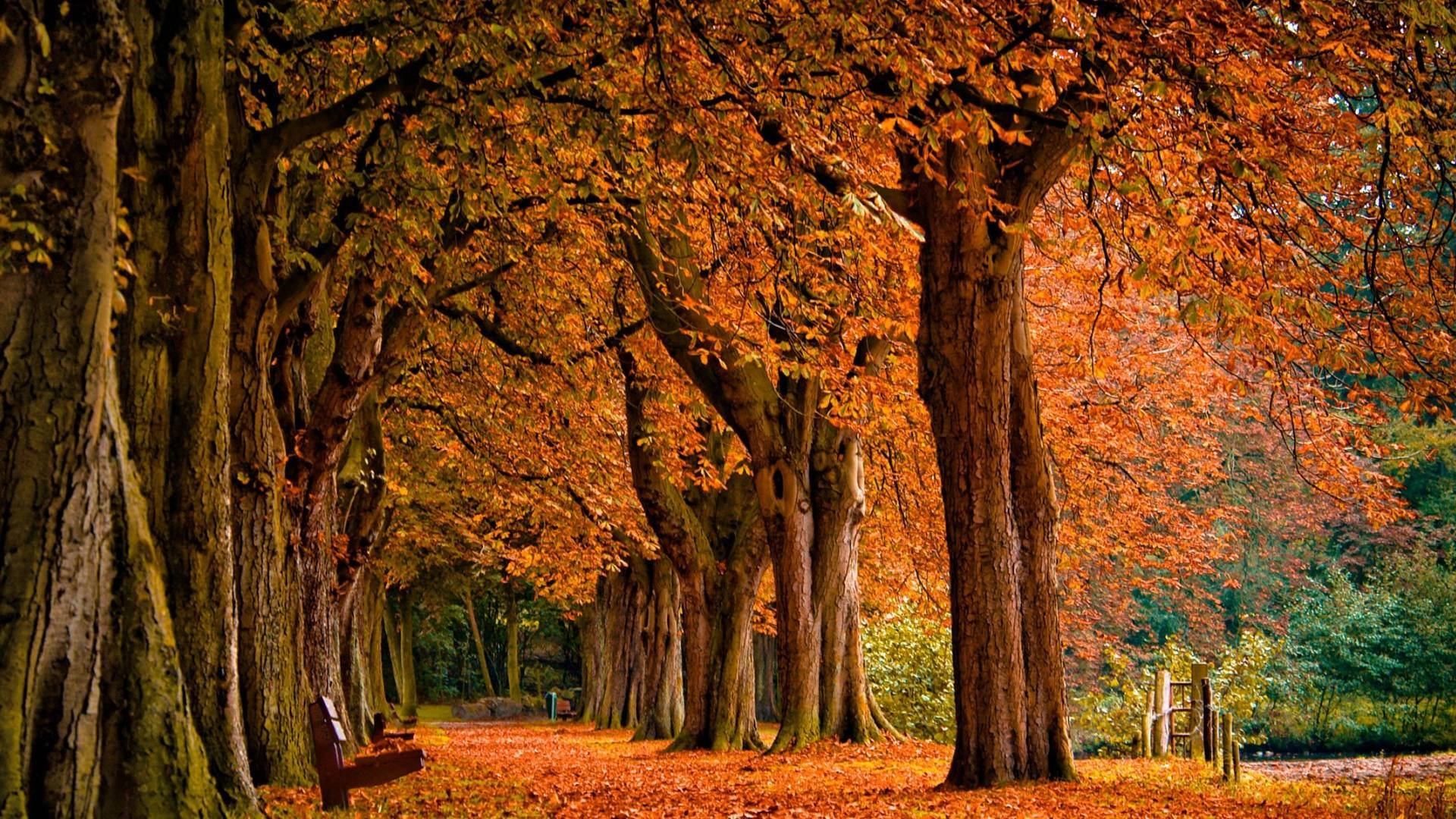 Park Trees Fall Desktop Background
