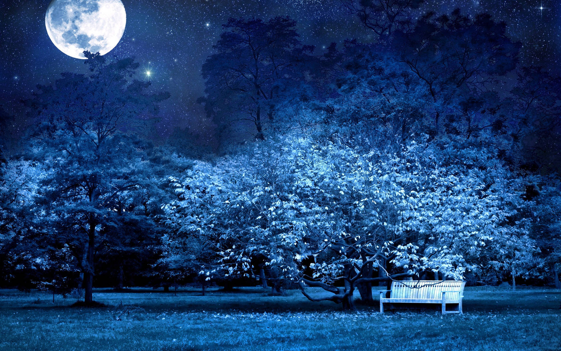 Park Under The Moon Night Sky Background