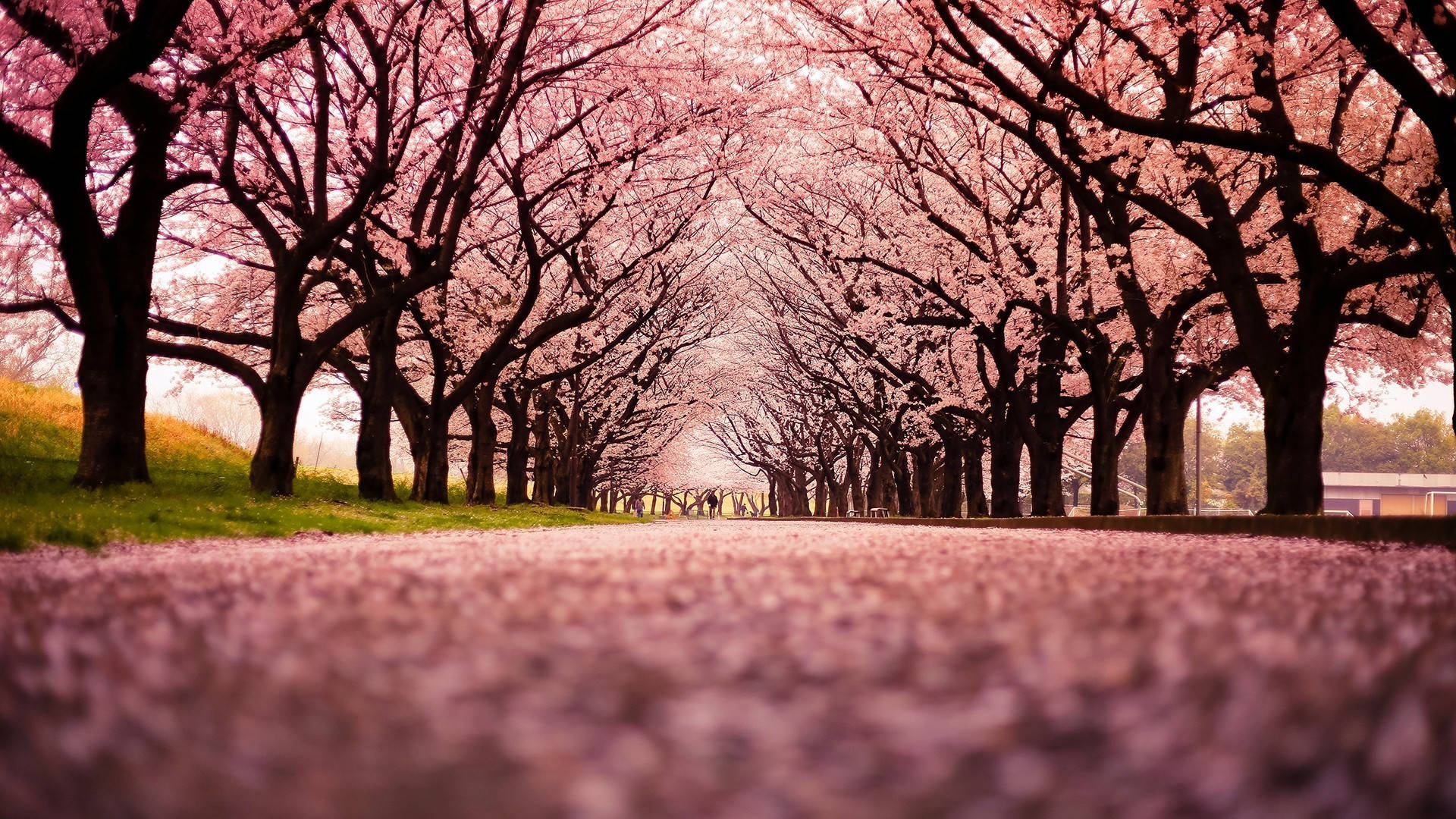 Park With Japan Cherry Blossom Trees Background