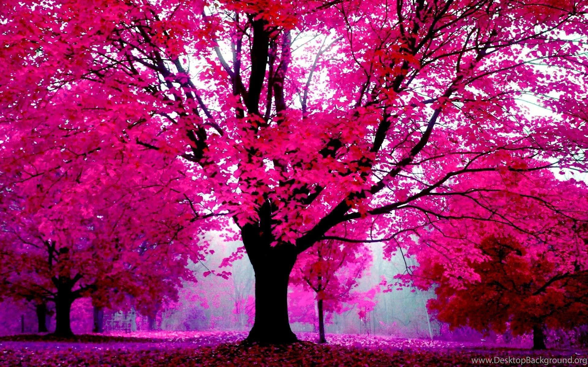 Park With Multiple Pink Trees