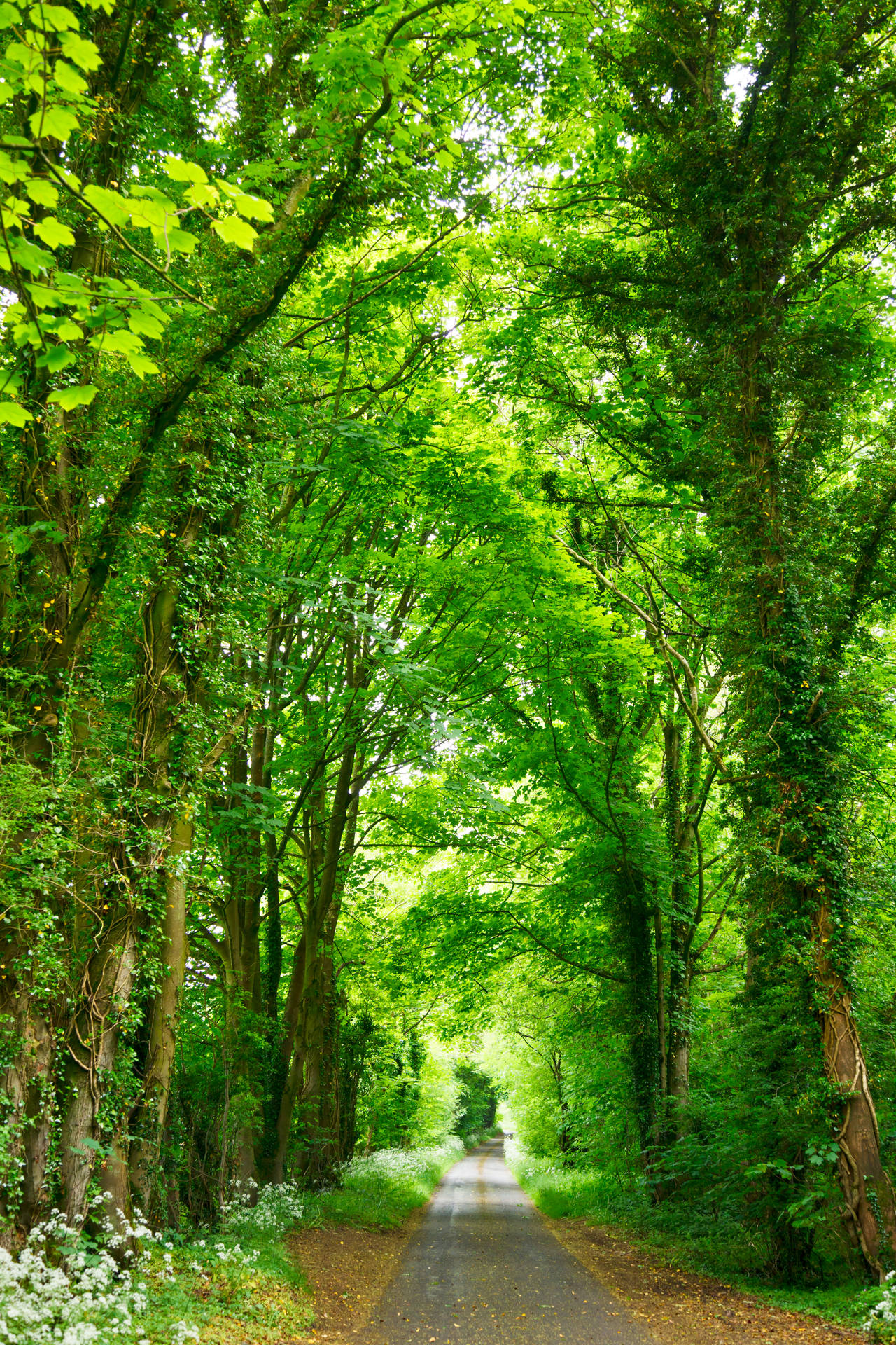 Park With Tall Trees Background