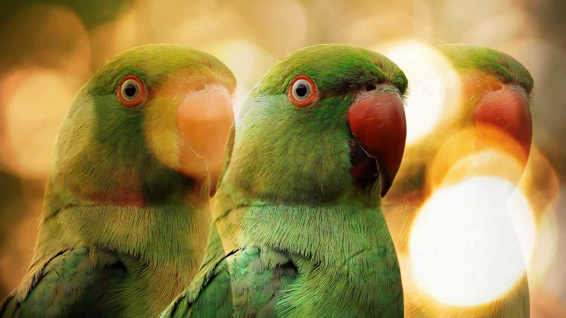 Parrot Bokeh Background