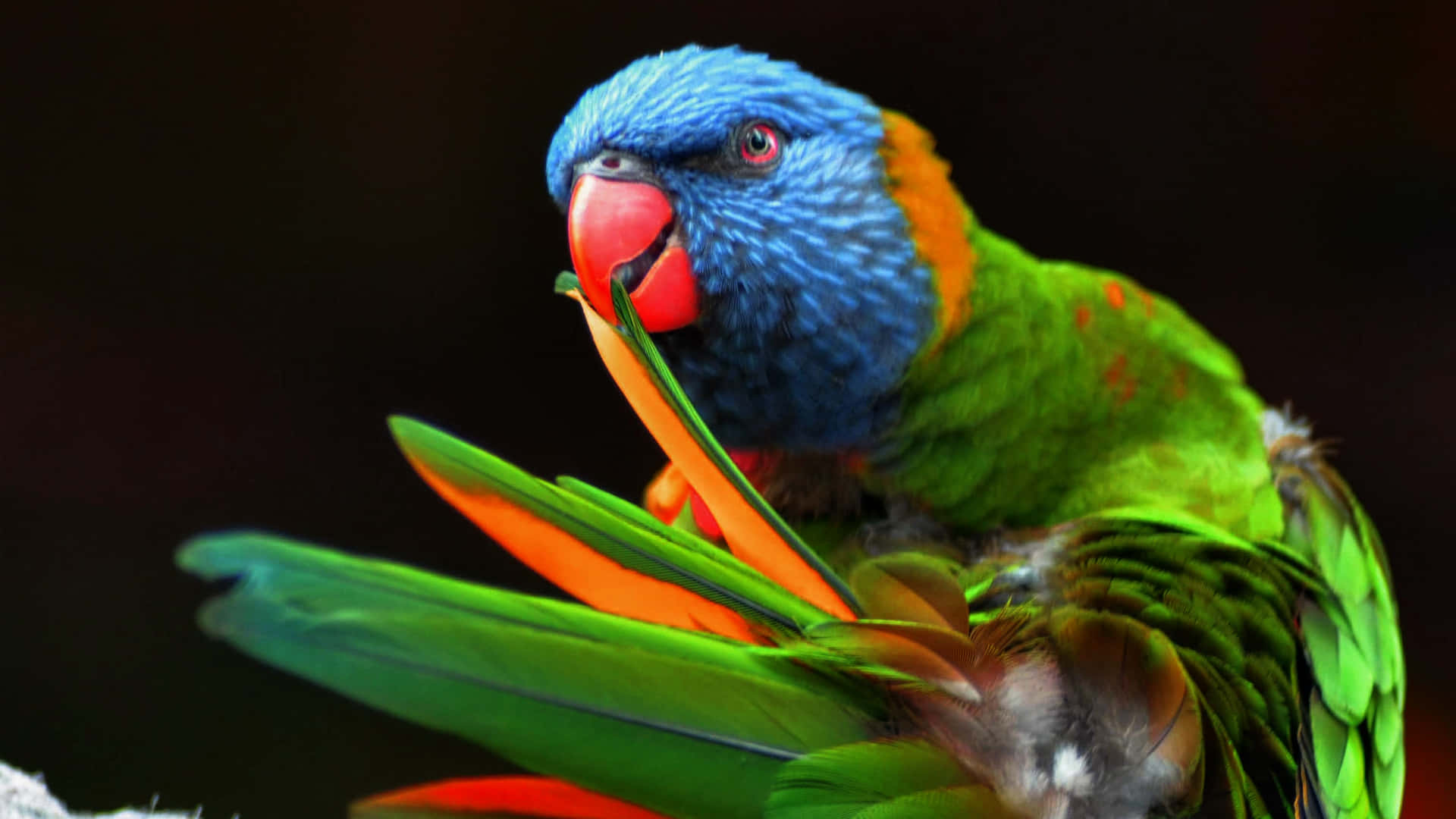 Parrot Cleaning Feathers Background