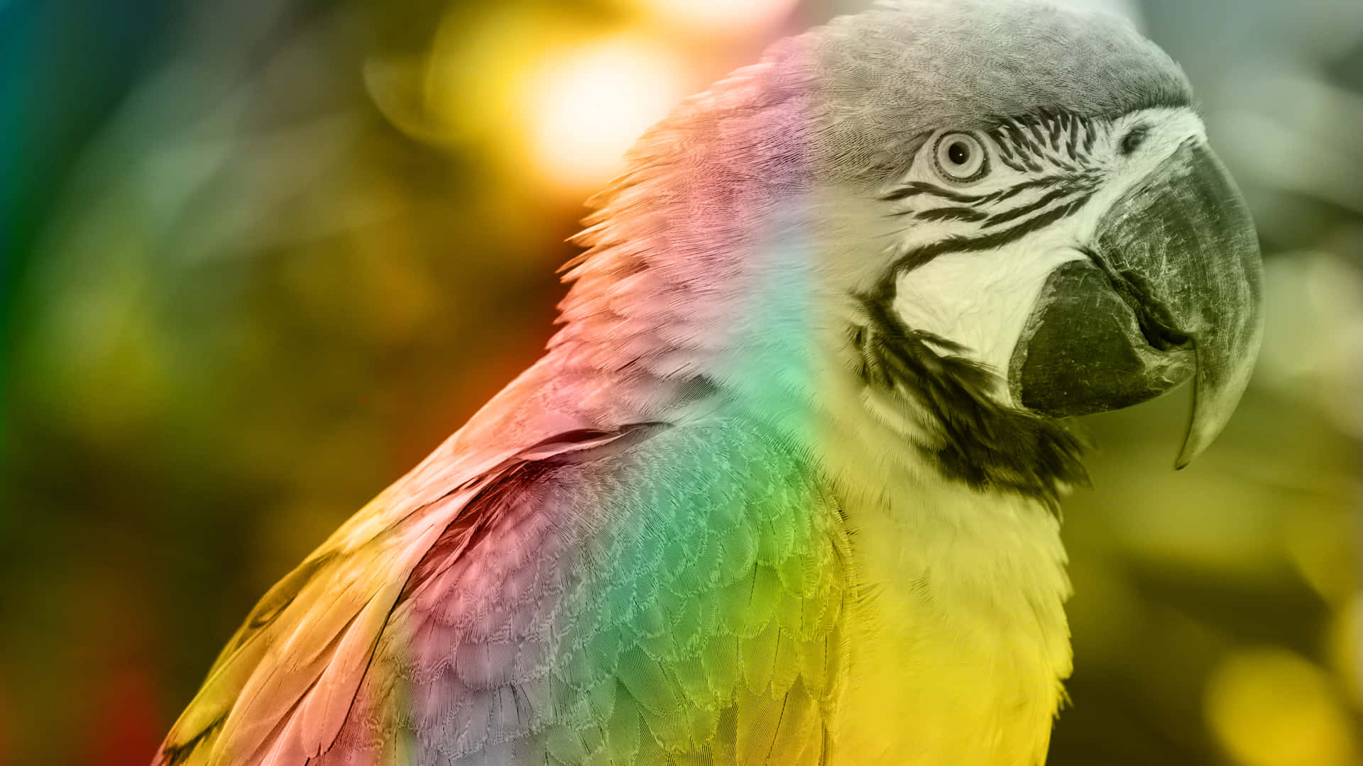 Parrot Color Filters Background