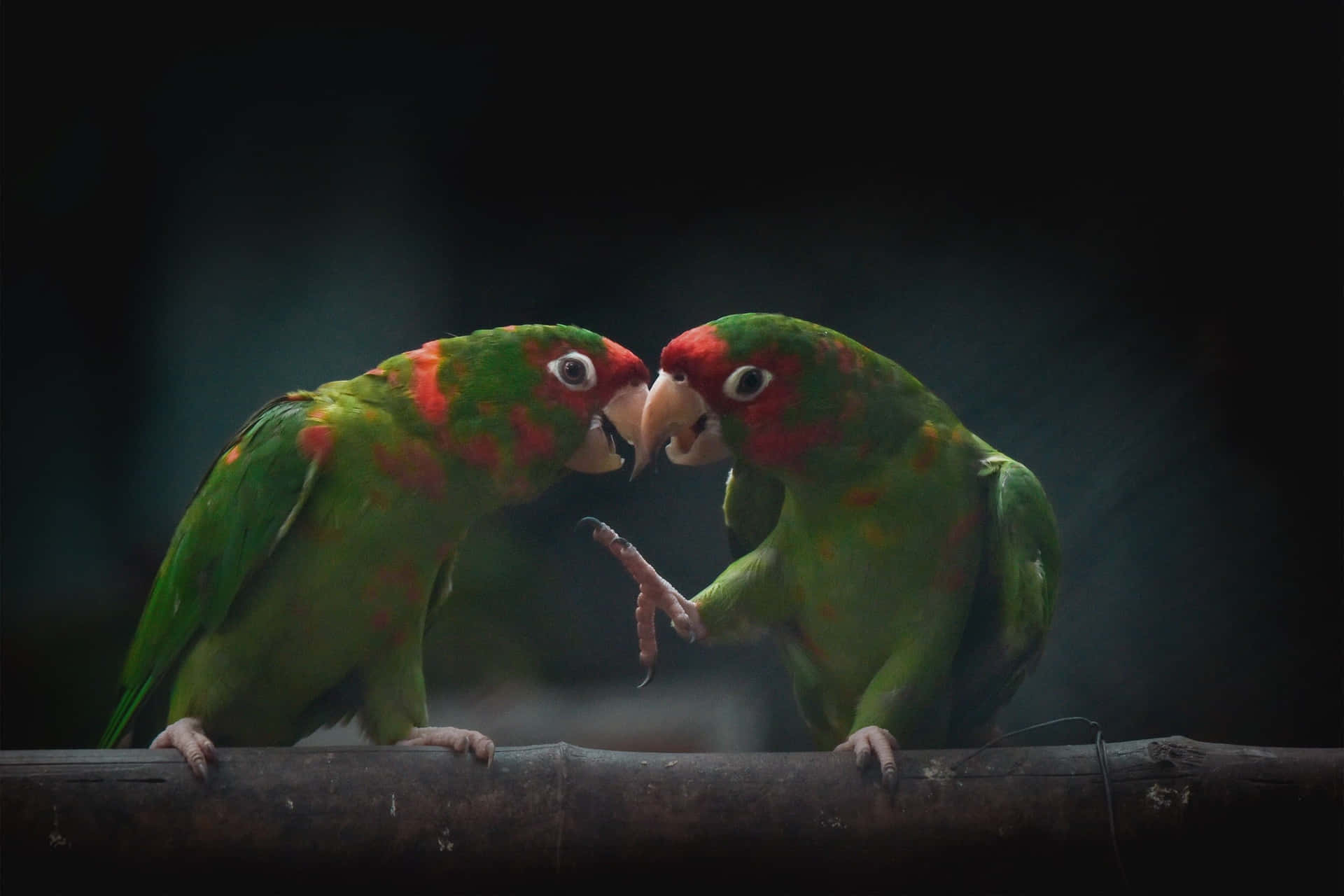 Parrot_ Conversation_ Moment.jpg Background