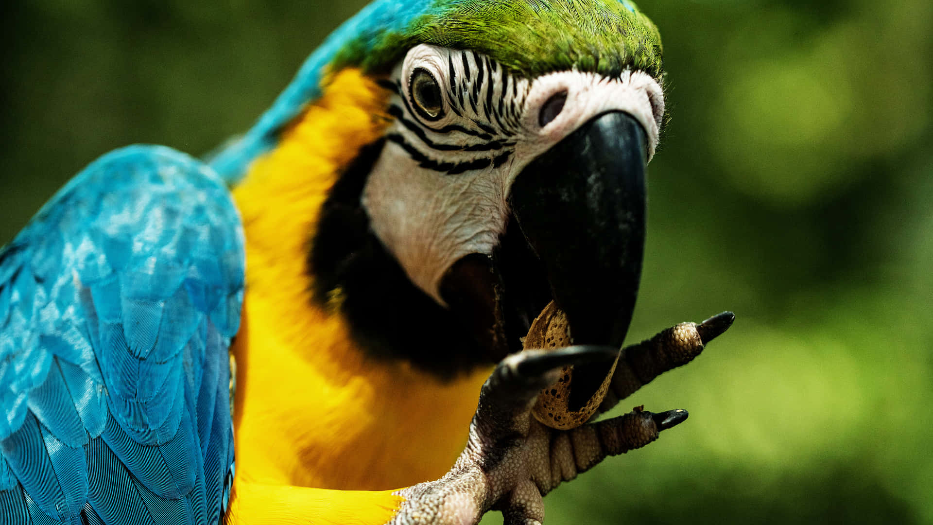 Parrot Eating A Nut Background