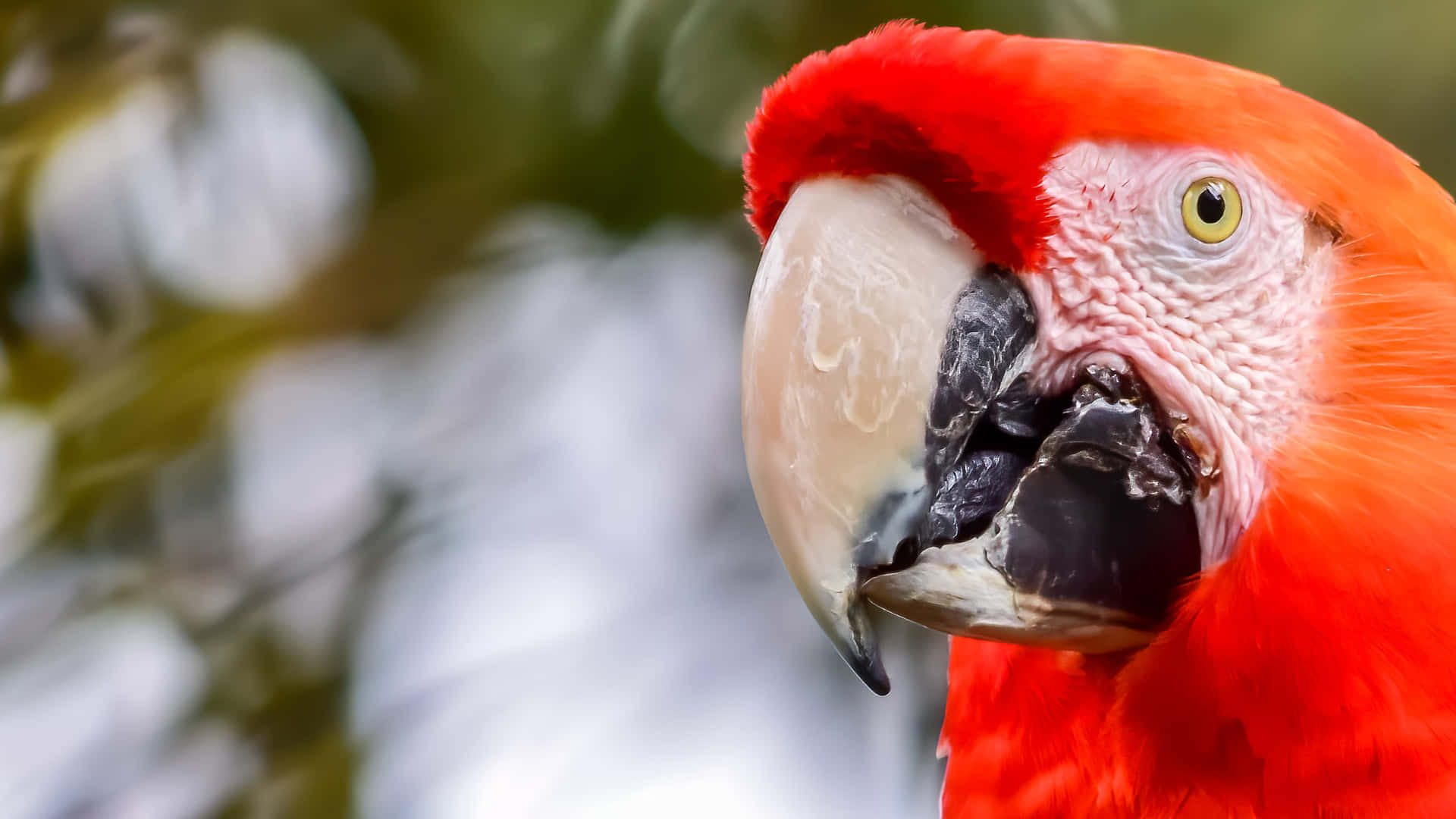 Parrot Head Close-up Background