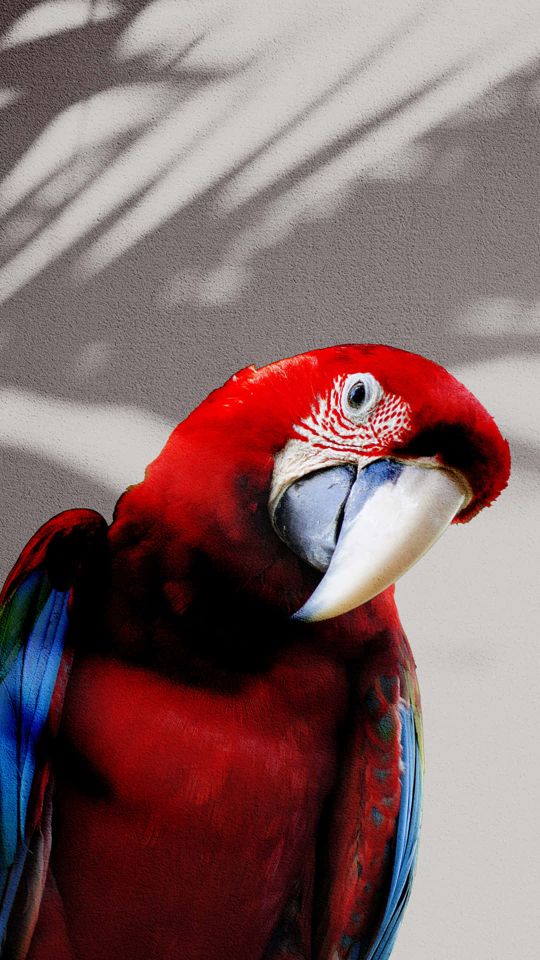 Parrot Head Tilt Background