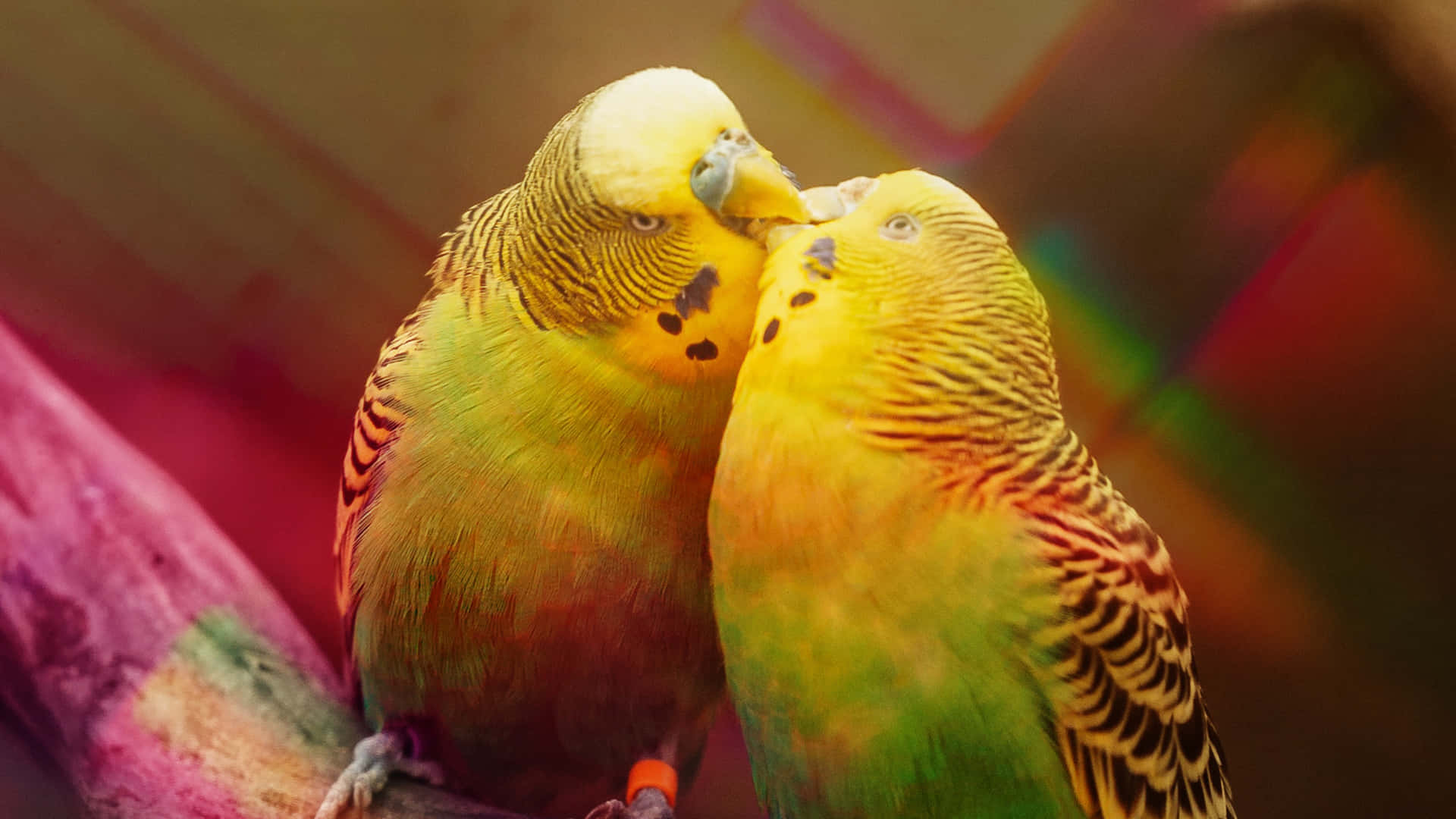 Parrot Kiss Background