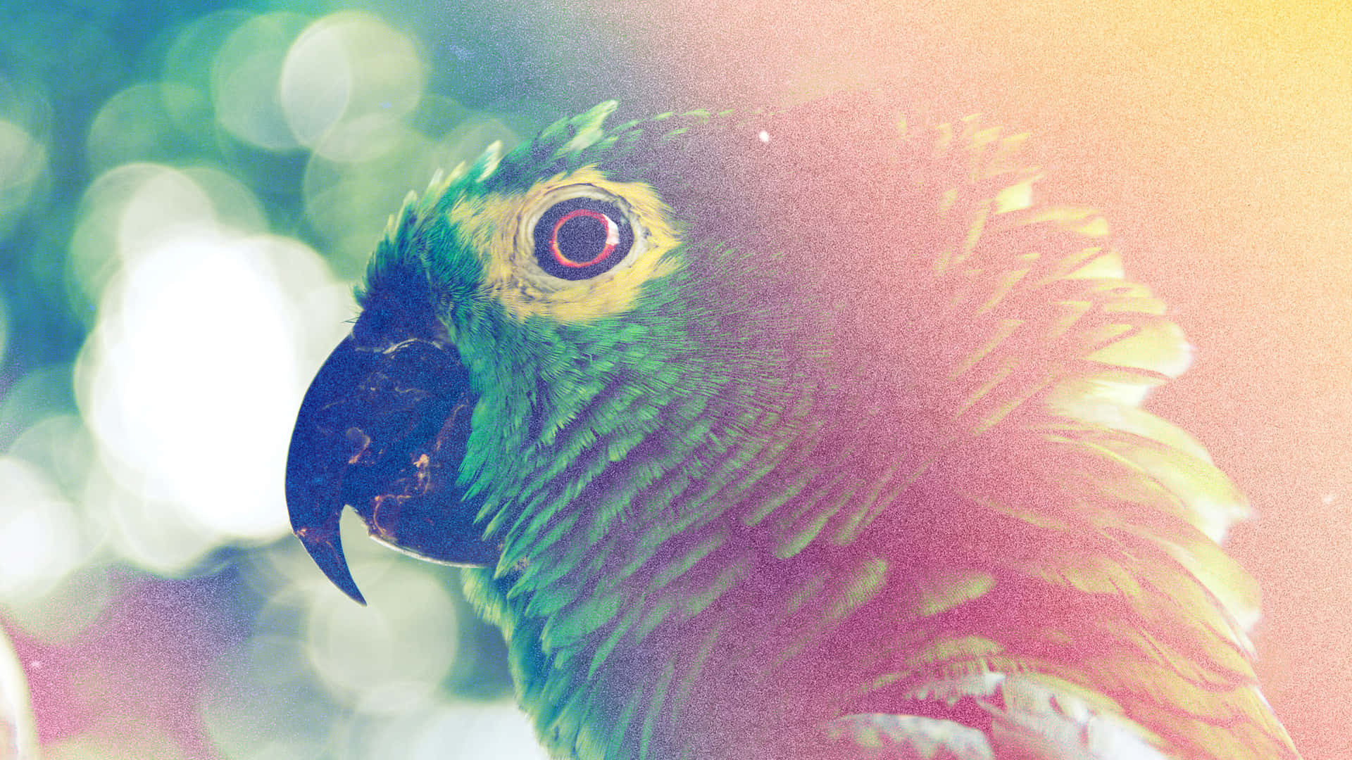 Parrot Light Flare Background