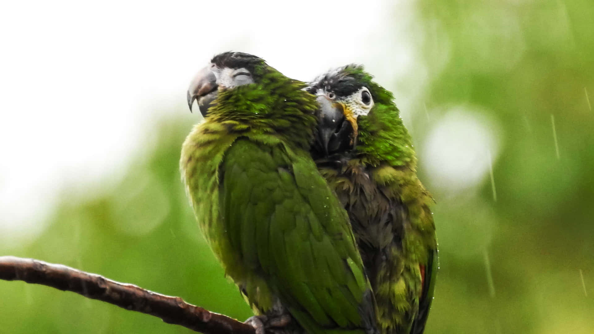 Parrot Rain Background