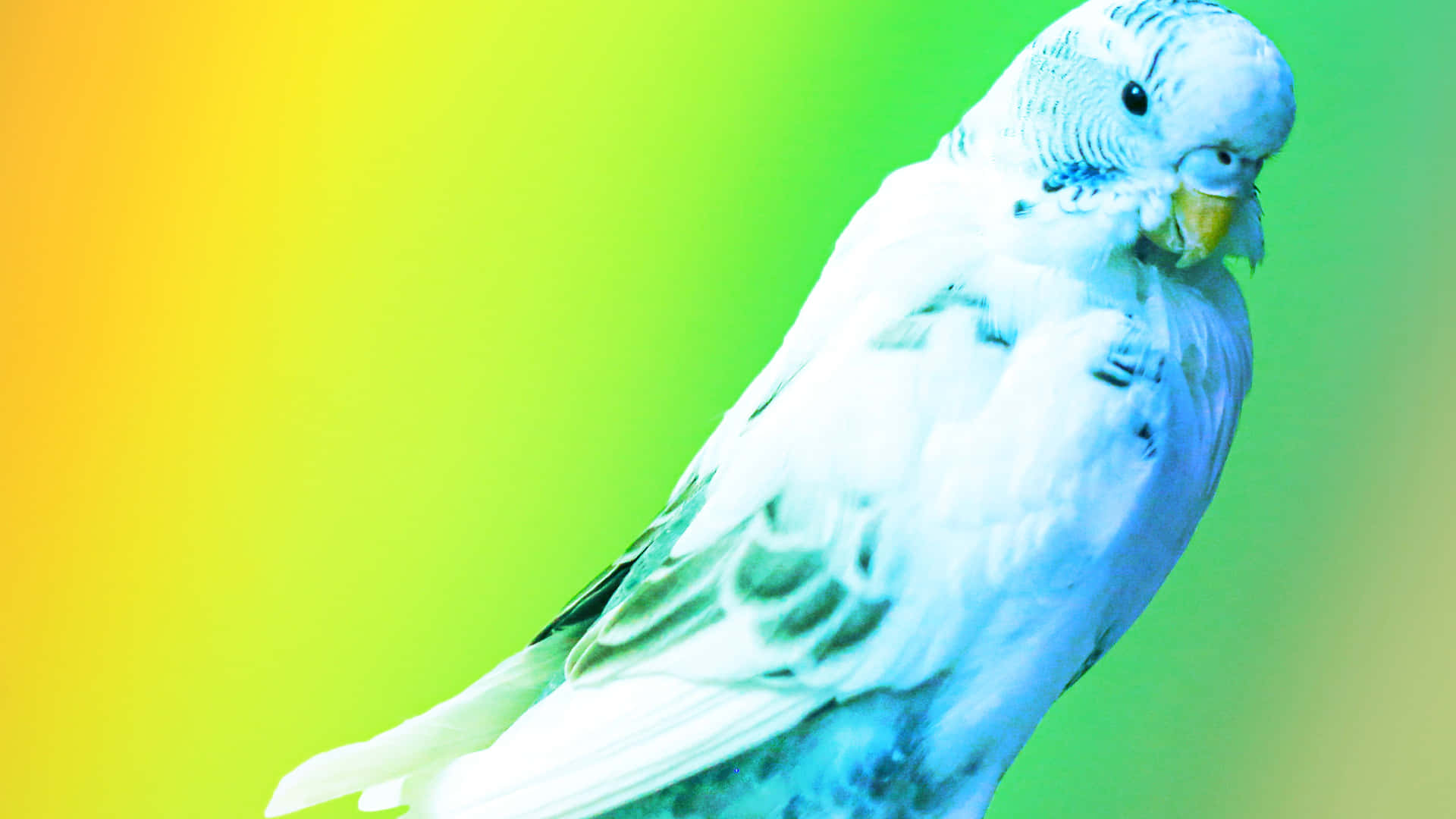 Parrot Rainbow Background