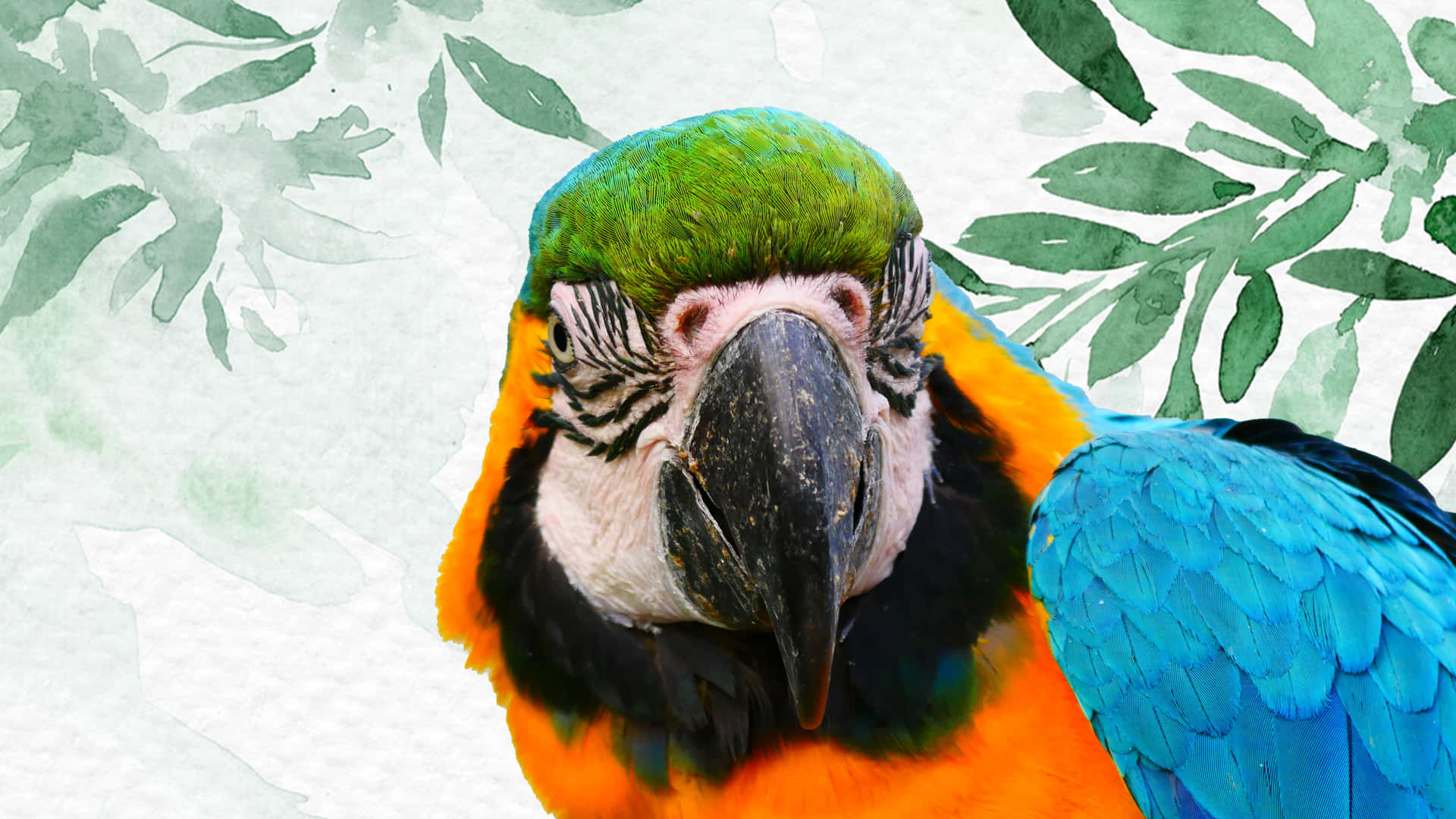 Parrot Stare Background