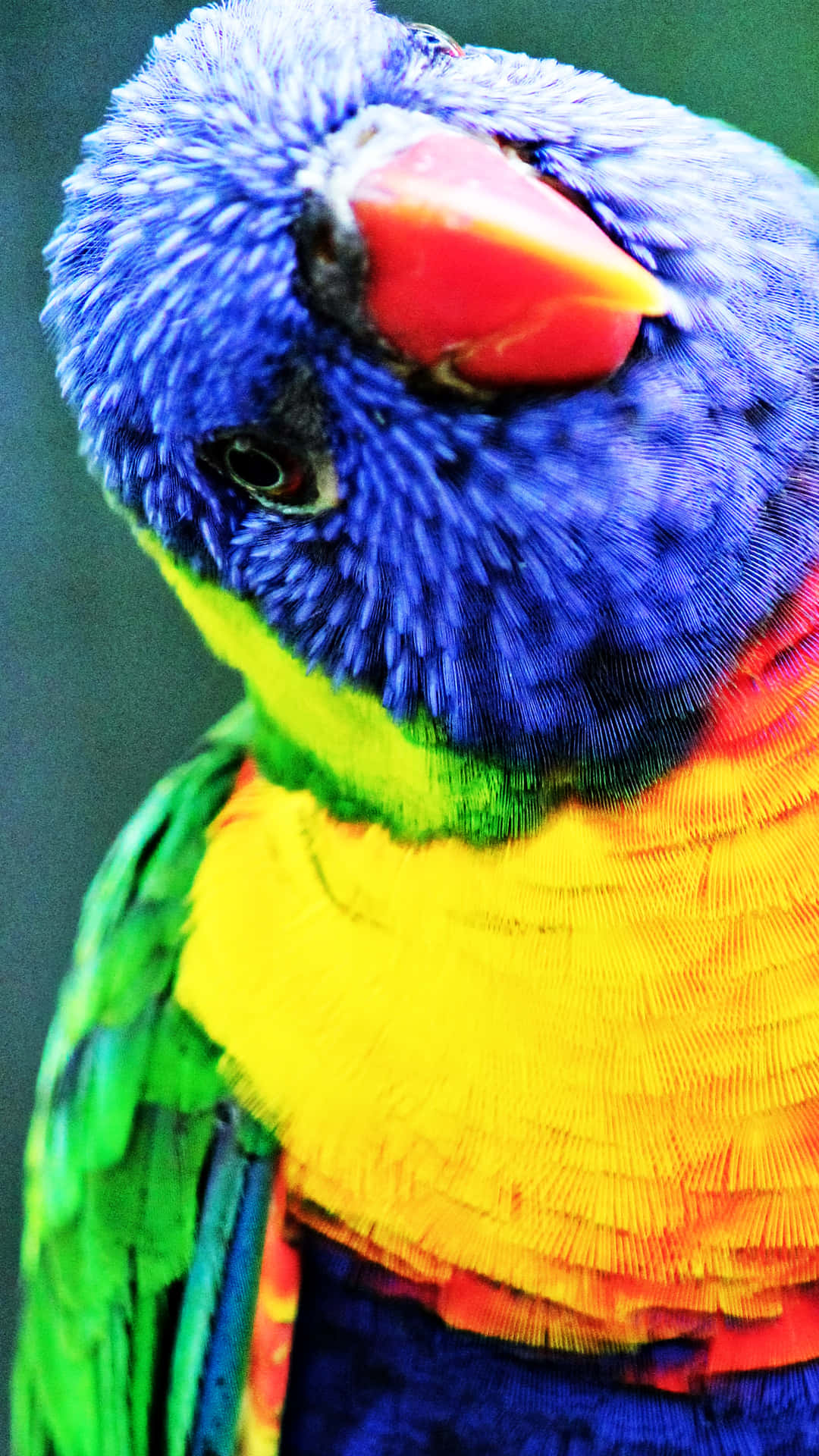 Parrot Tilting Head Background