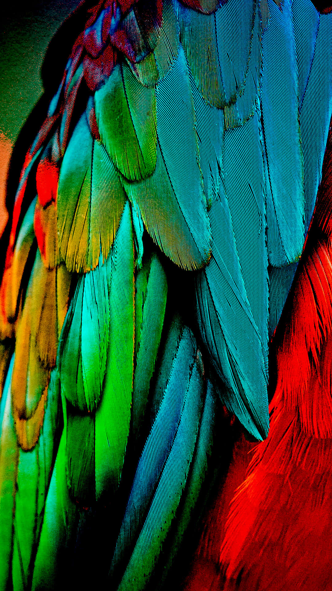 Parrot Wing Feathers Background