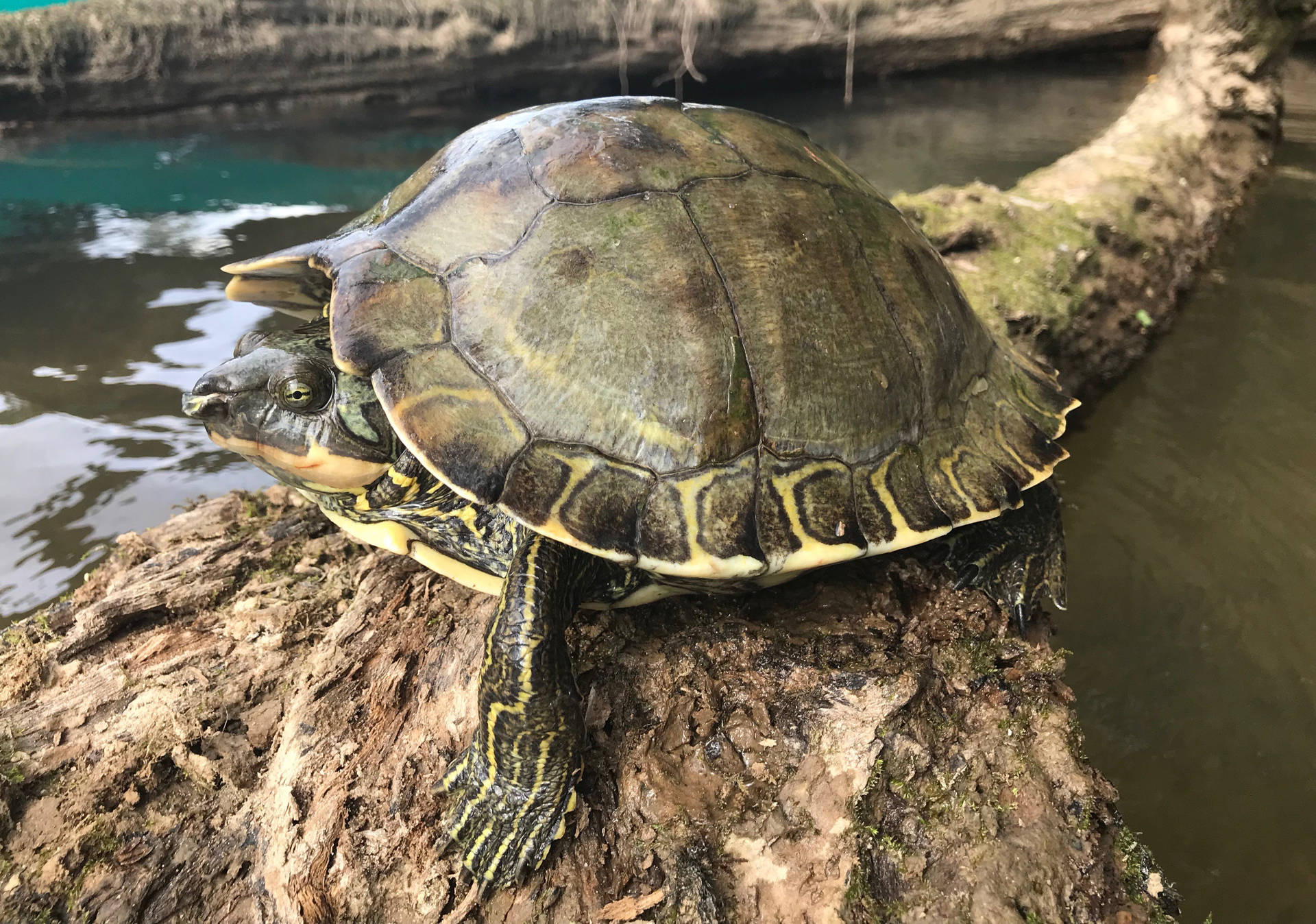 Pascagoula Map Turtle Resting On Log Background