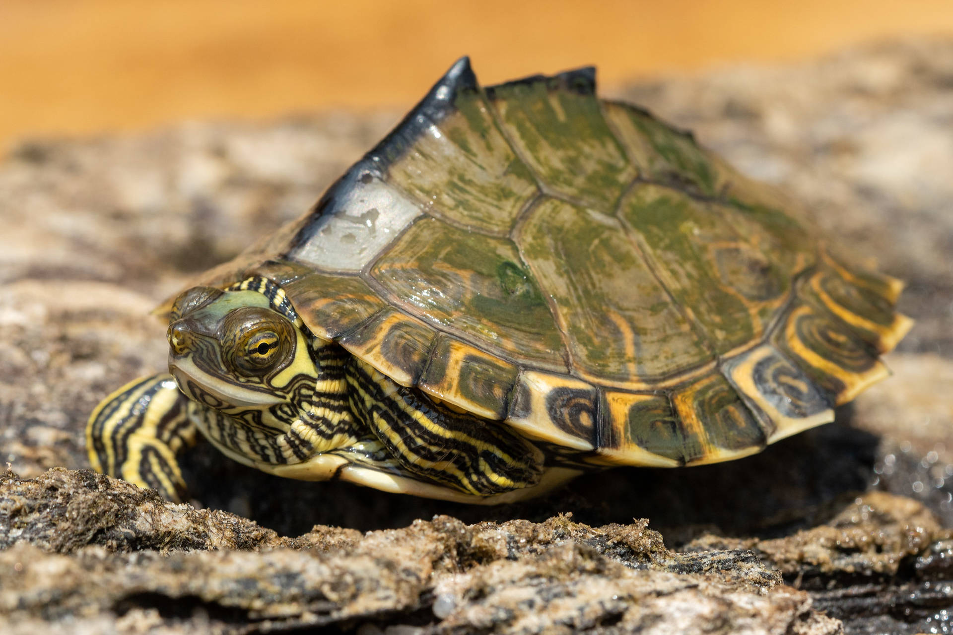 Pascagoula Map Turtle With Pointy Shell Background