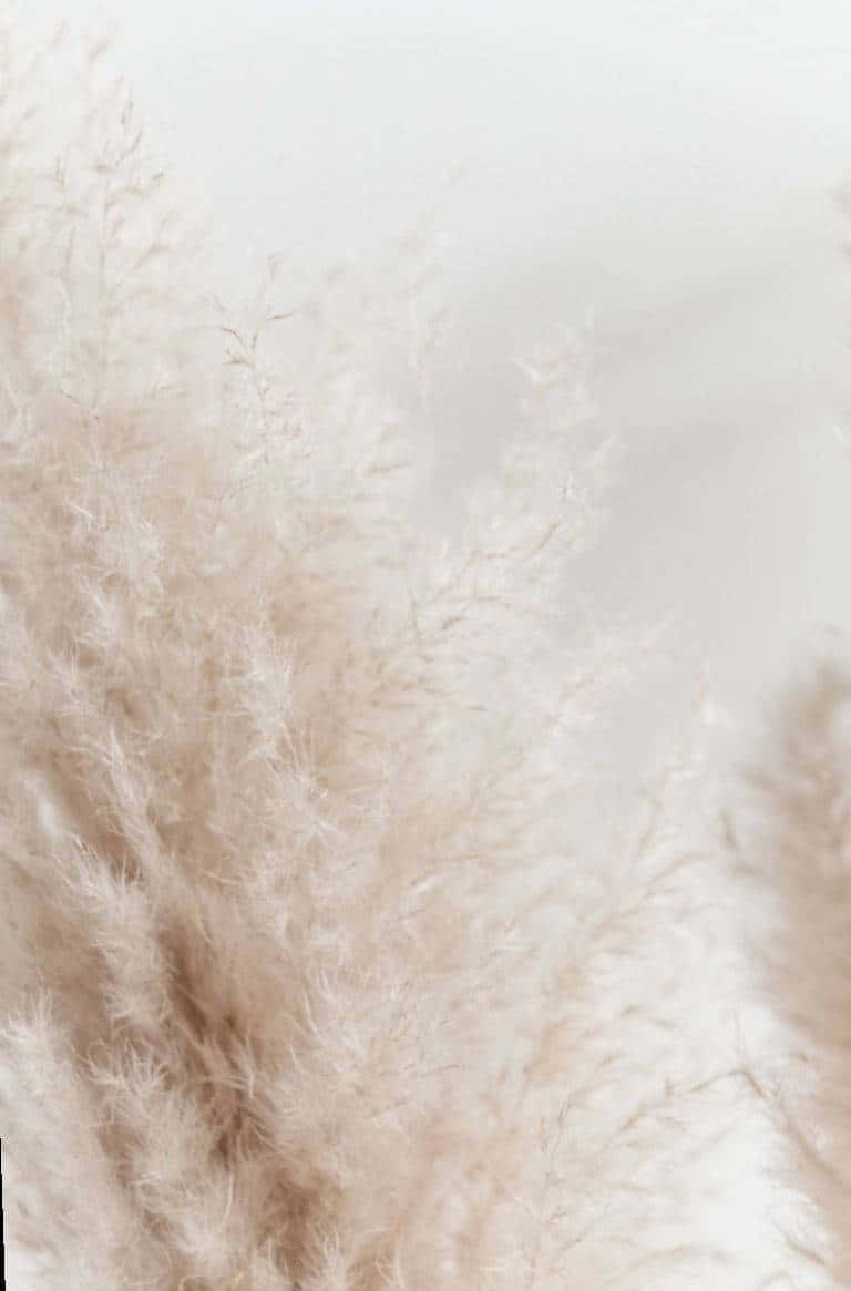 Passe Grass Adds Texture And Grandeur To Any Outdoor Landscape Background