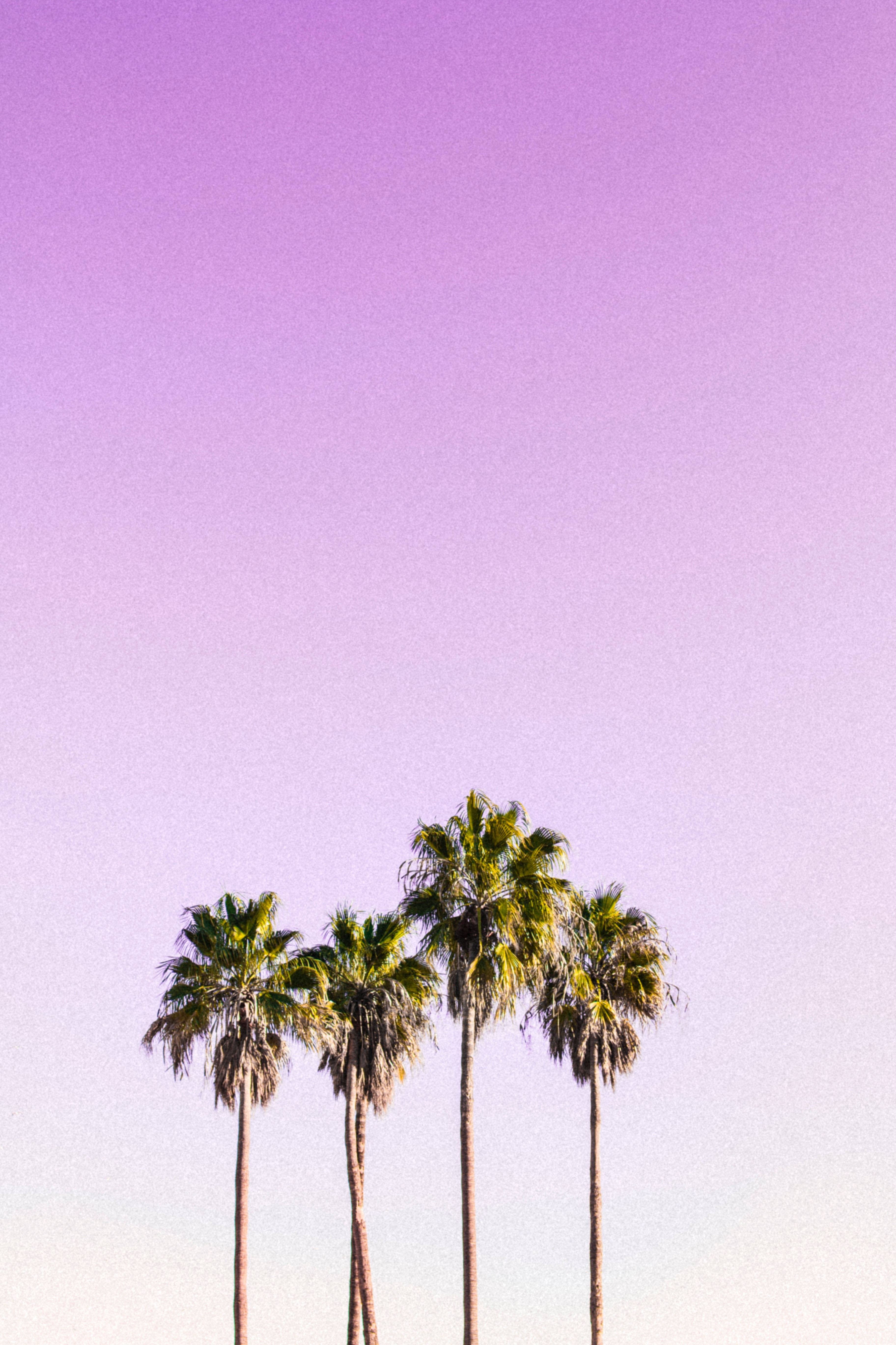 Pastel 4k Palm Trees Background