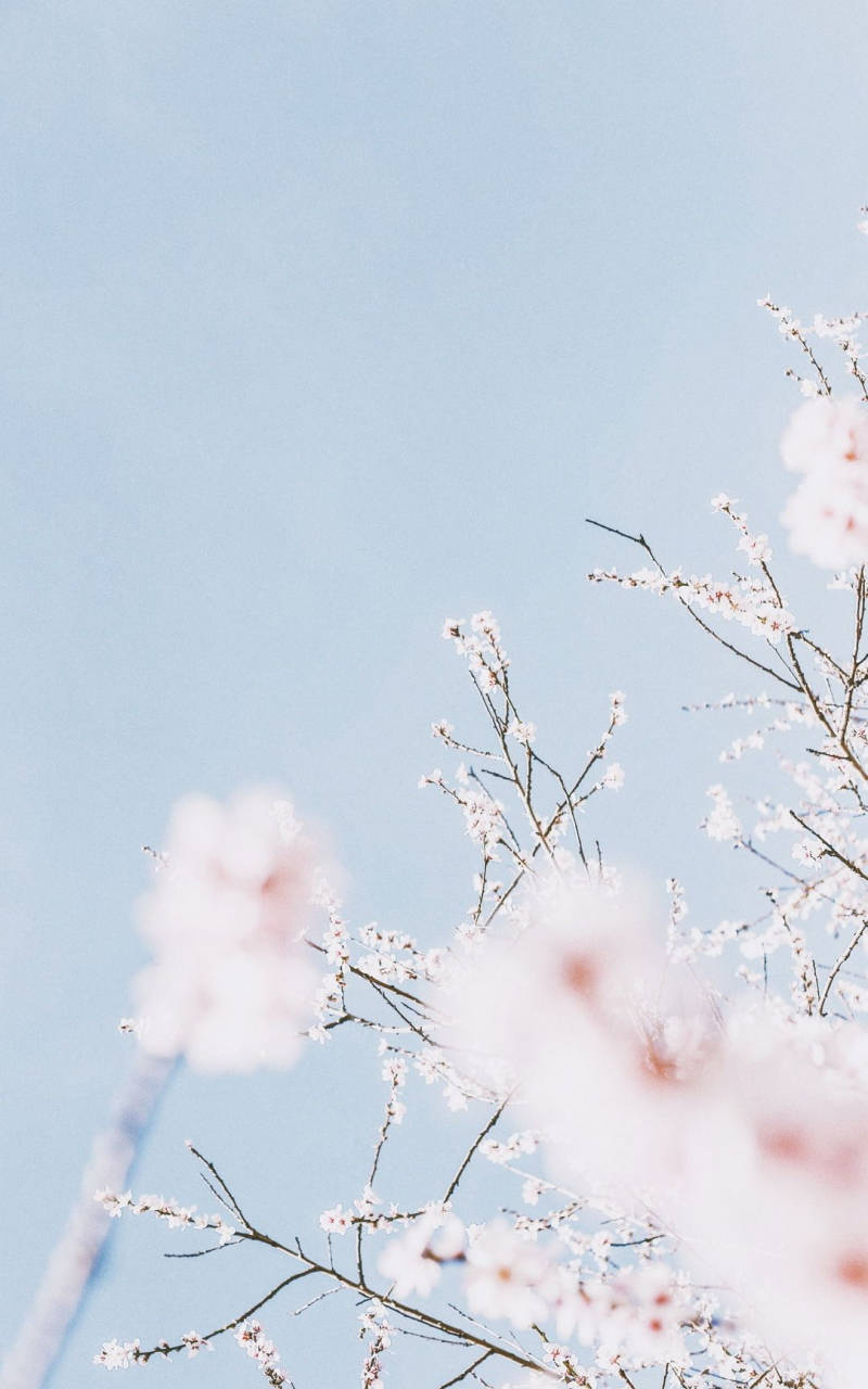 Pastel Aesthetic Cherry Blossom Sky Background