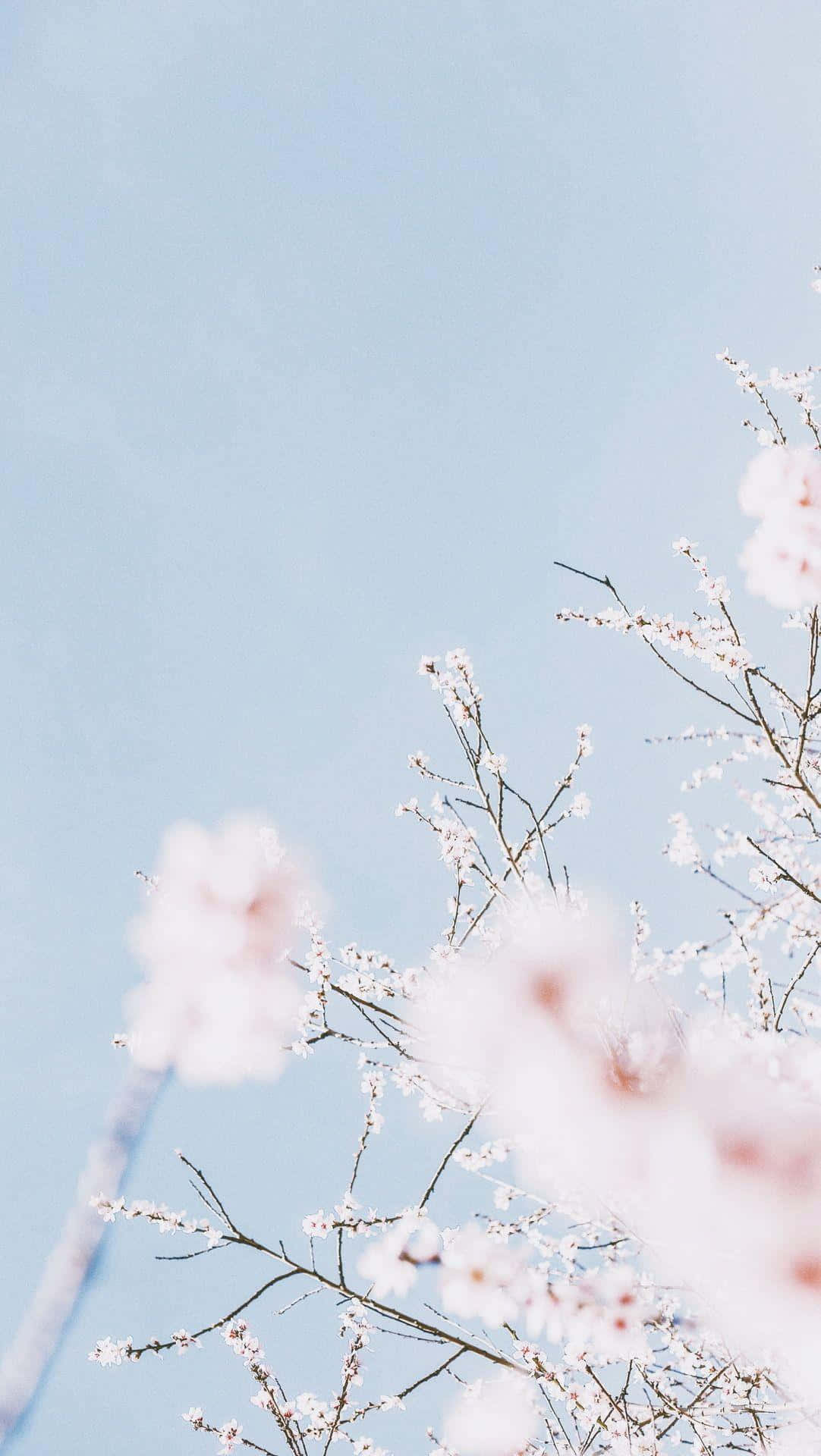 Pastel Blue Aesthetic Cherry Blossoms Background