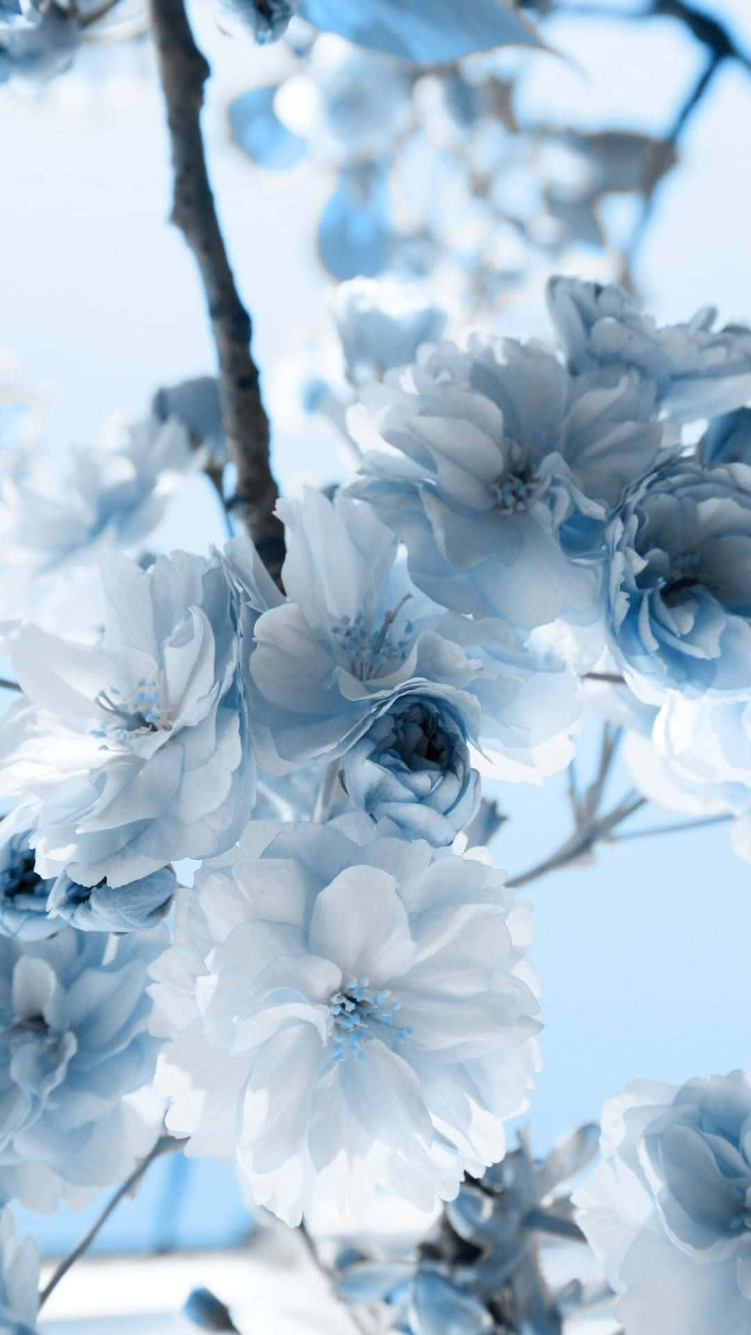 Pastel Blue Aesthetic White Flowers