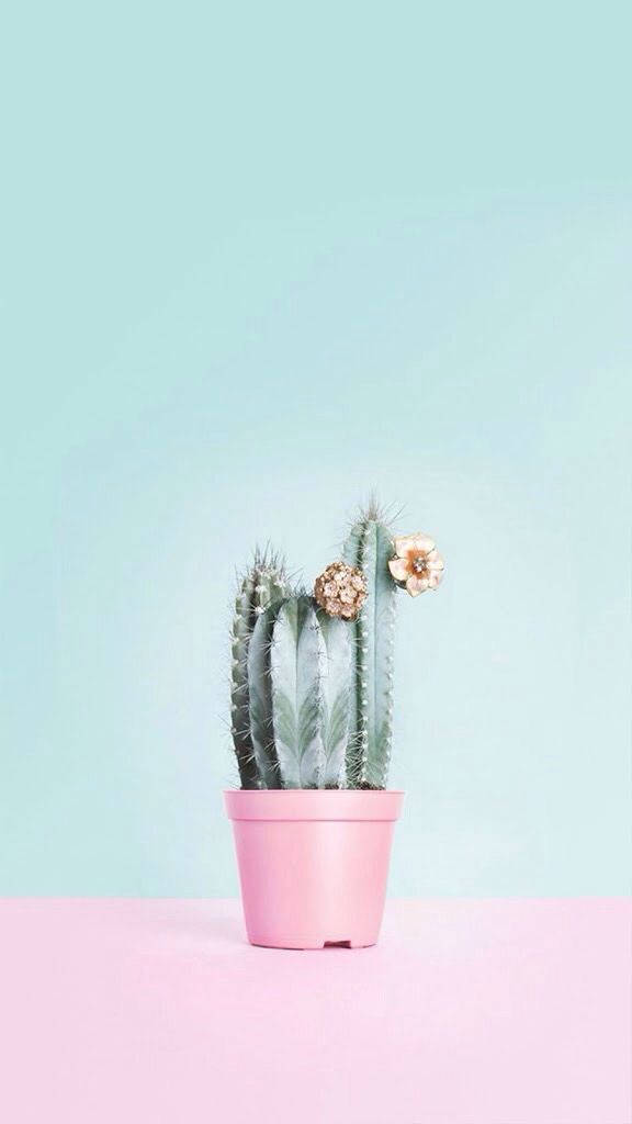 Pastel Blue An Pink Cactus Pot Mobile Background