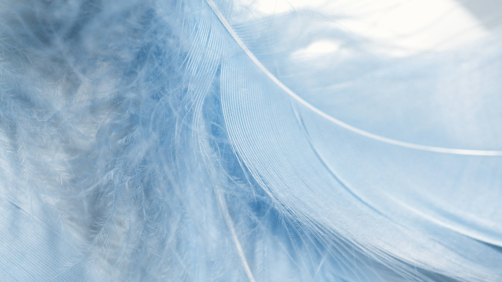 Pastel Blue Feather Background