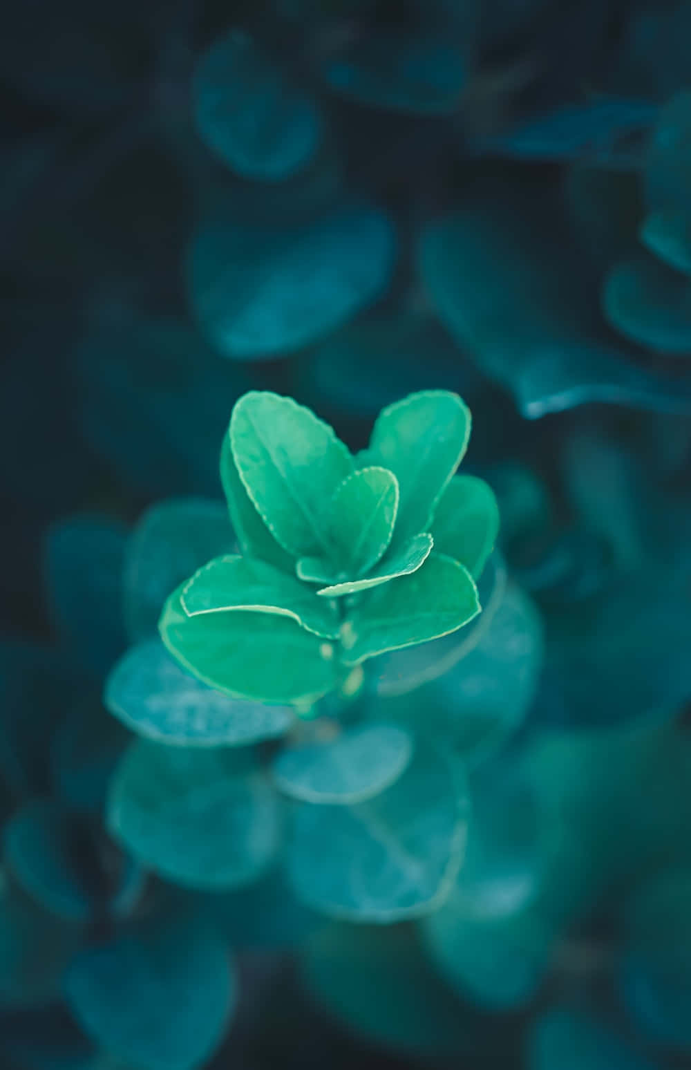 Pastel Blue Green Abstract Background Background