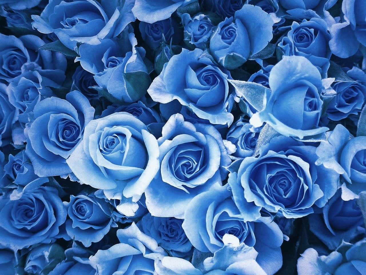 Pastel Blue Roses